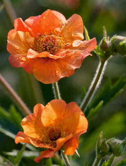 Geum 'Totally Tangerine'