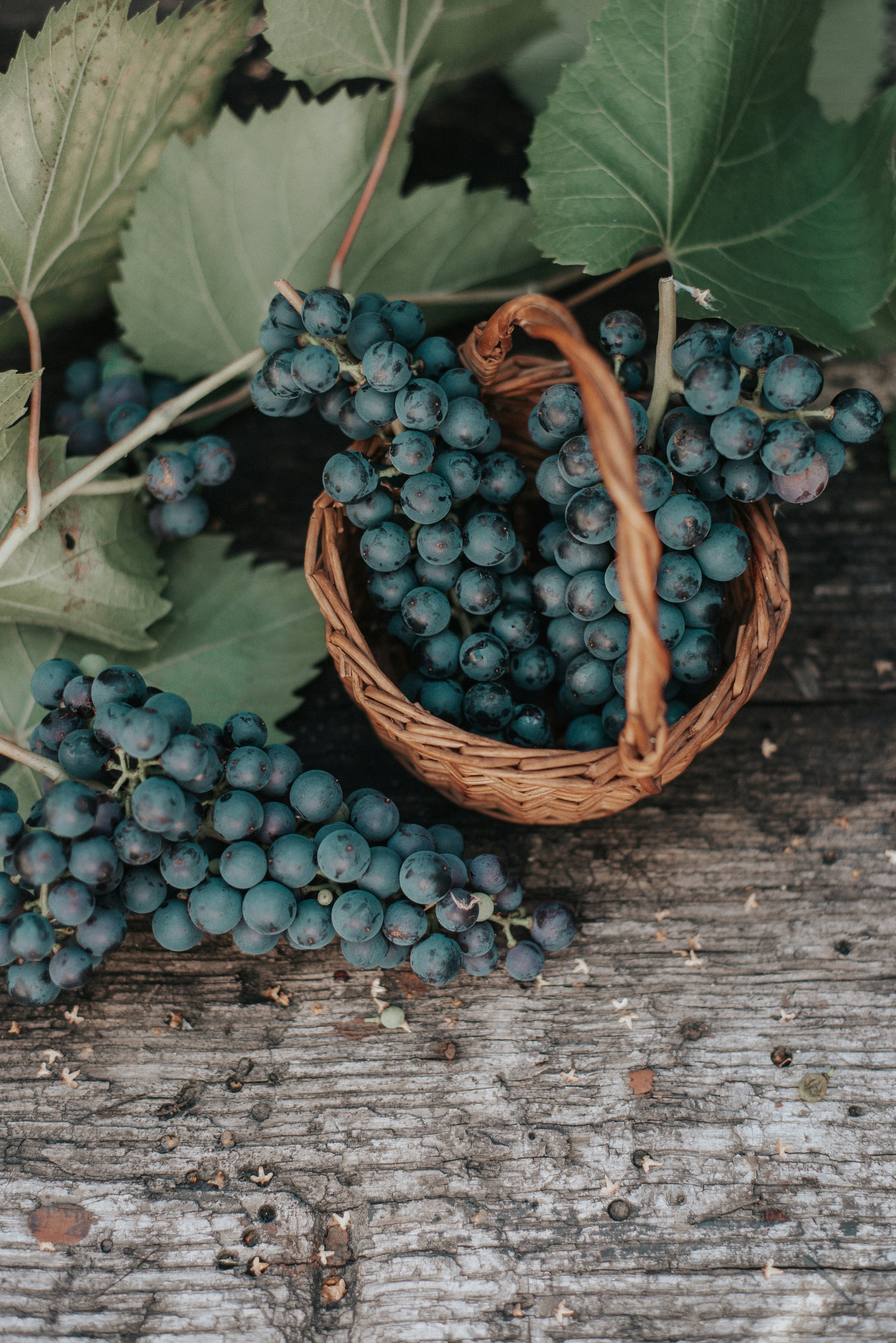 The Harvest Is Ready: A Call to Reach People for Christ Today.