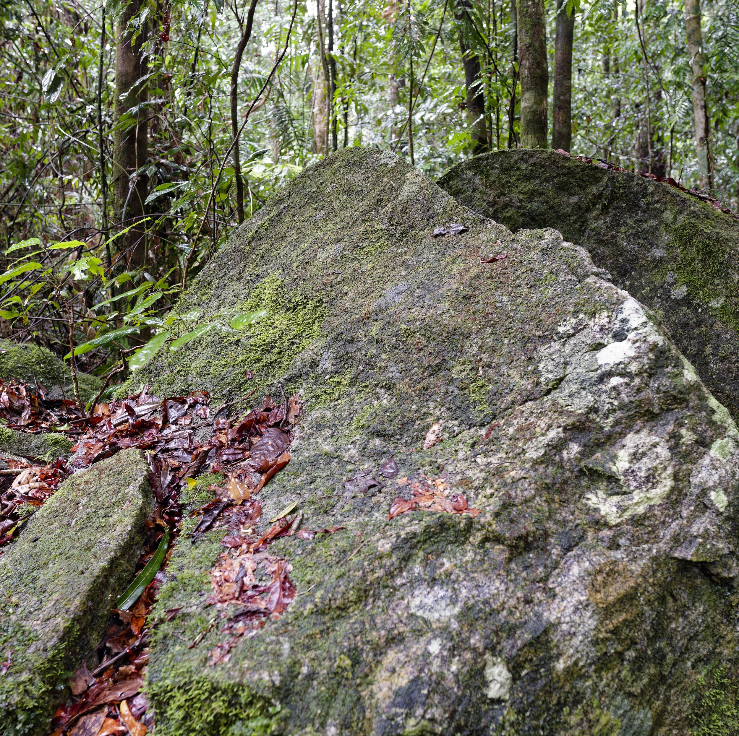 Wooroonooran National Park, 2025. Josephine section, Queensland, Australia