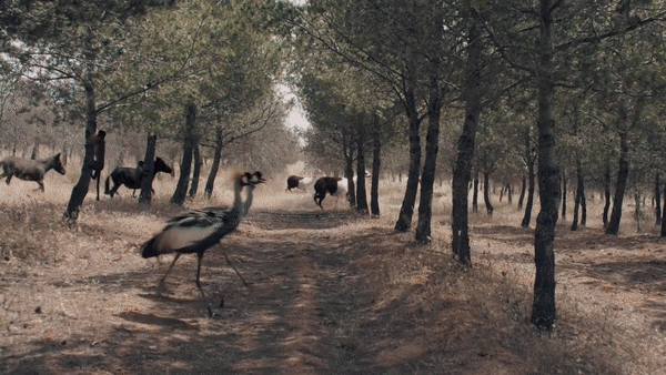 Gucci CRUISE 2019.gif