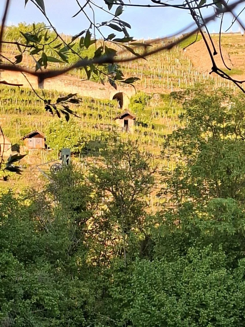 Das Bild zeigt eine Steillage der Weinberge die von der Sonne angestrahlt wird