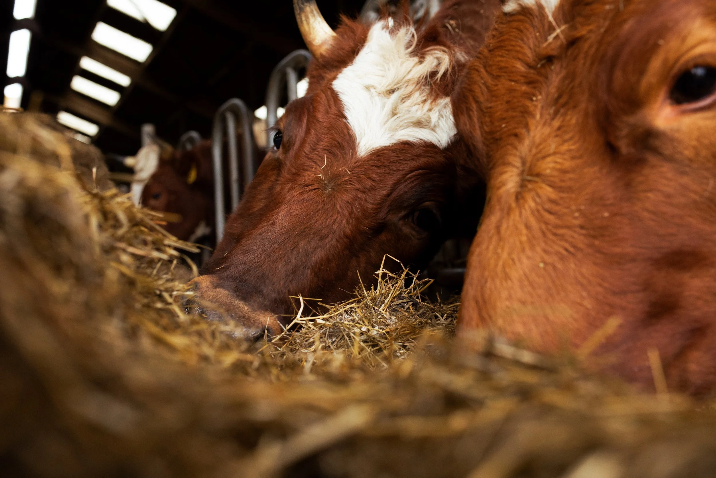Boer Brunia - Simone Lips Fotografie 121.jpg