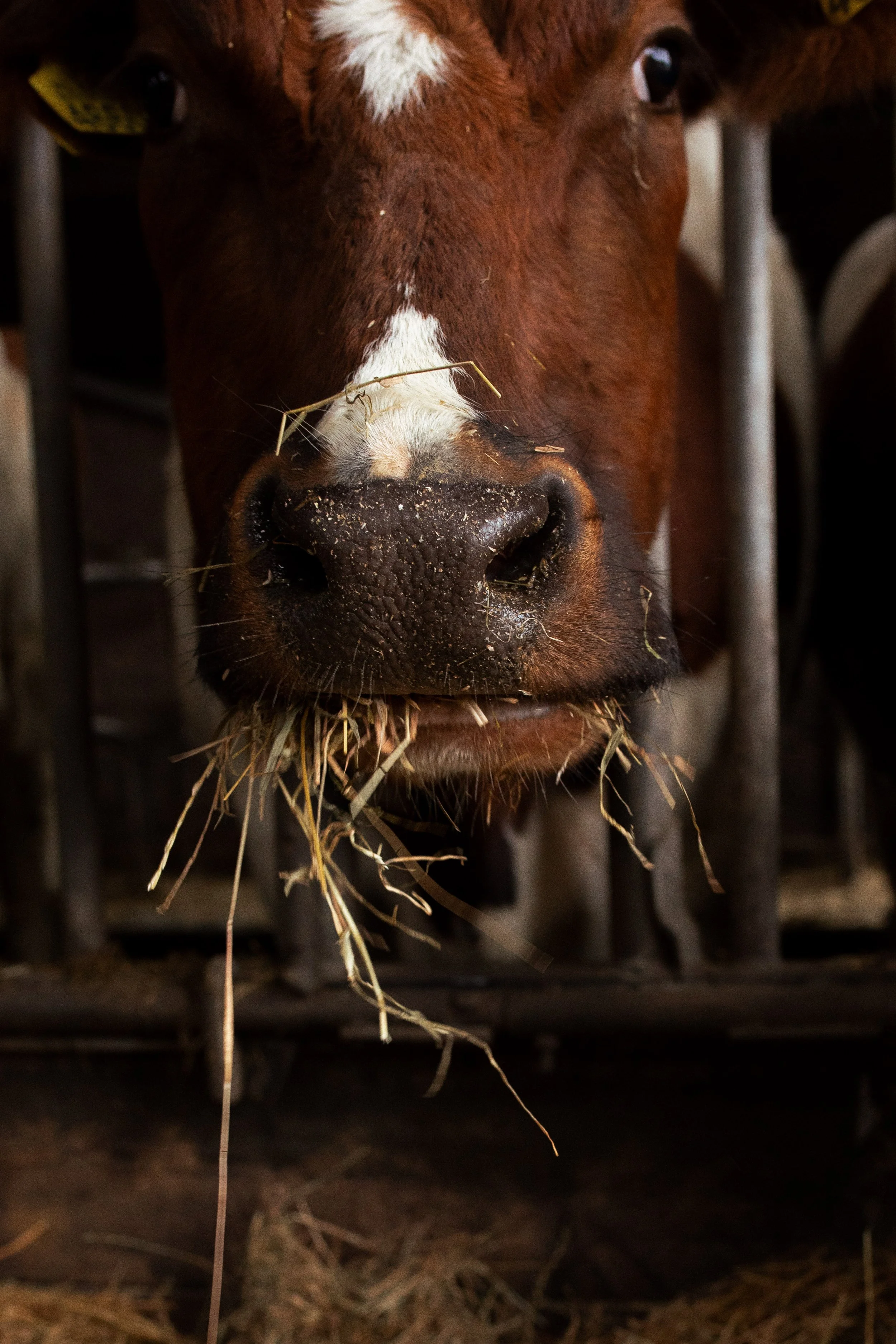 Boer Brunia - Simone Lips Fotografie 029.jpg