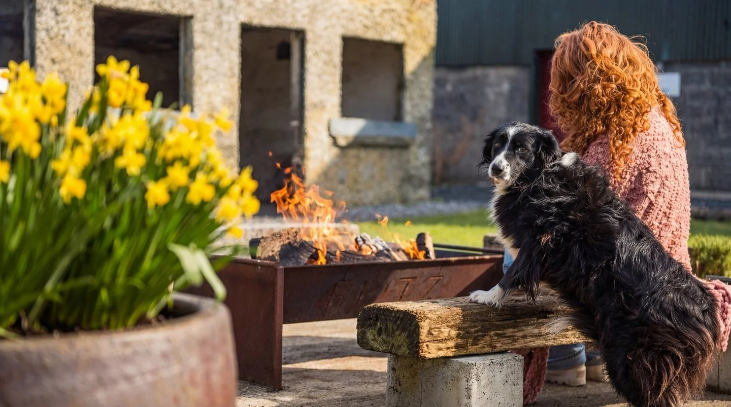 Springtime is here @fitzofinch #irishspring #dafodils