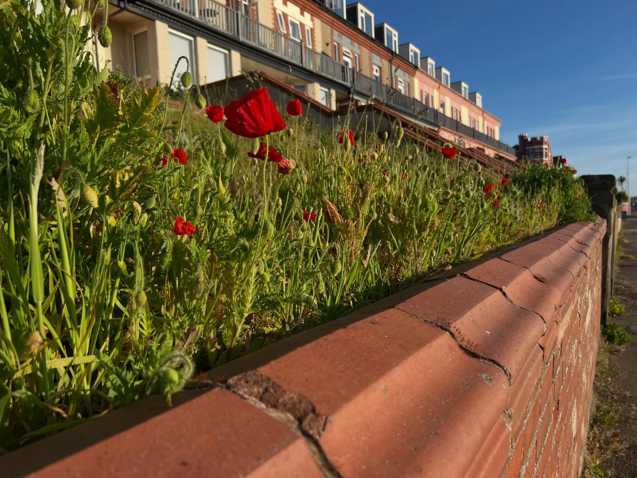 Poppies and other wildflowers make me stupidly happy, especially on sunny days like these 🥰. I have never been able to meditate (ADHD brain!), but mindful walking and pausing to notice the wildlife around me really helps to clear my busy brain 😊 #m