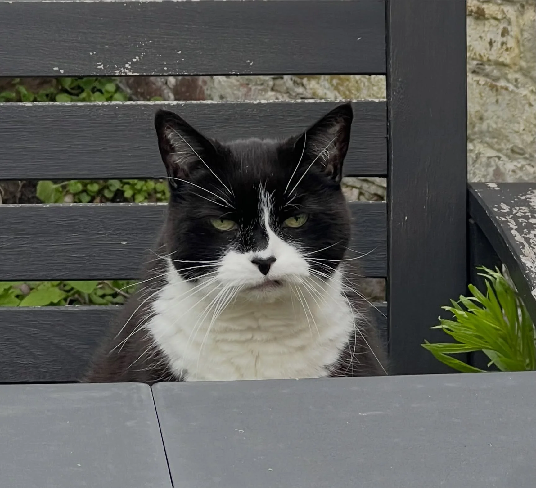 Happy #internationalcatday from our own grumpy cat Millie 🥰