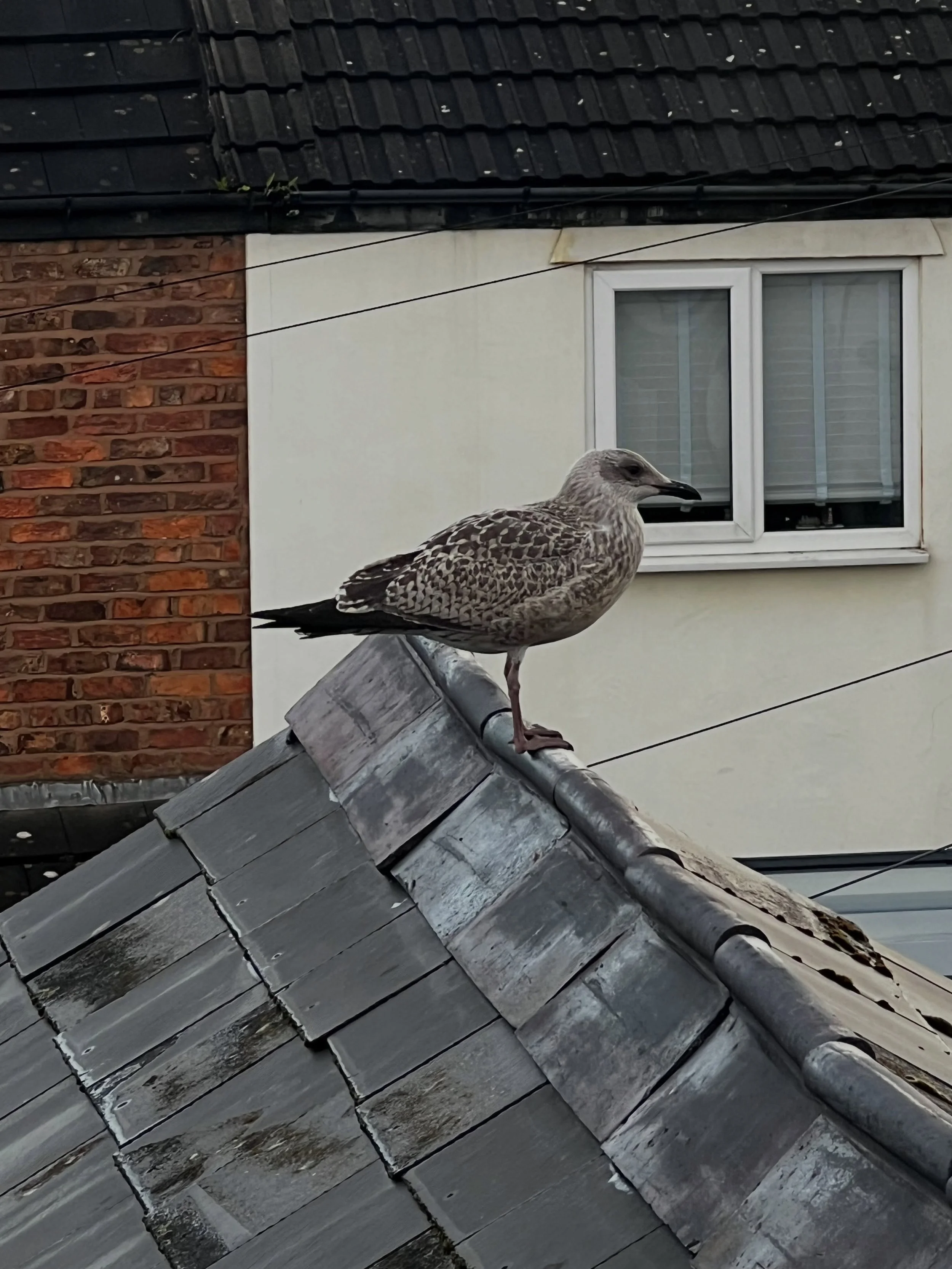 I have had a little family of seagulls roosting on my dormer roof for the past couple of months and the babies are getting bigger by the day - and cheeky with it 😂. This bad boy has come up to my open window a couple of times while I&rsquo;m working