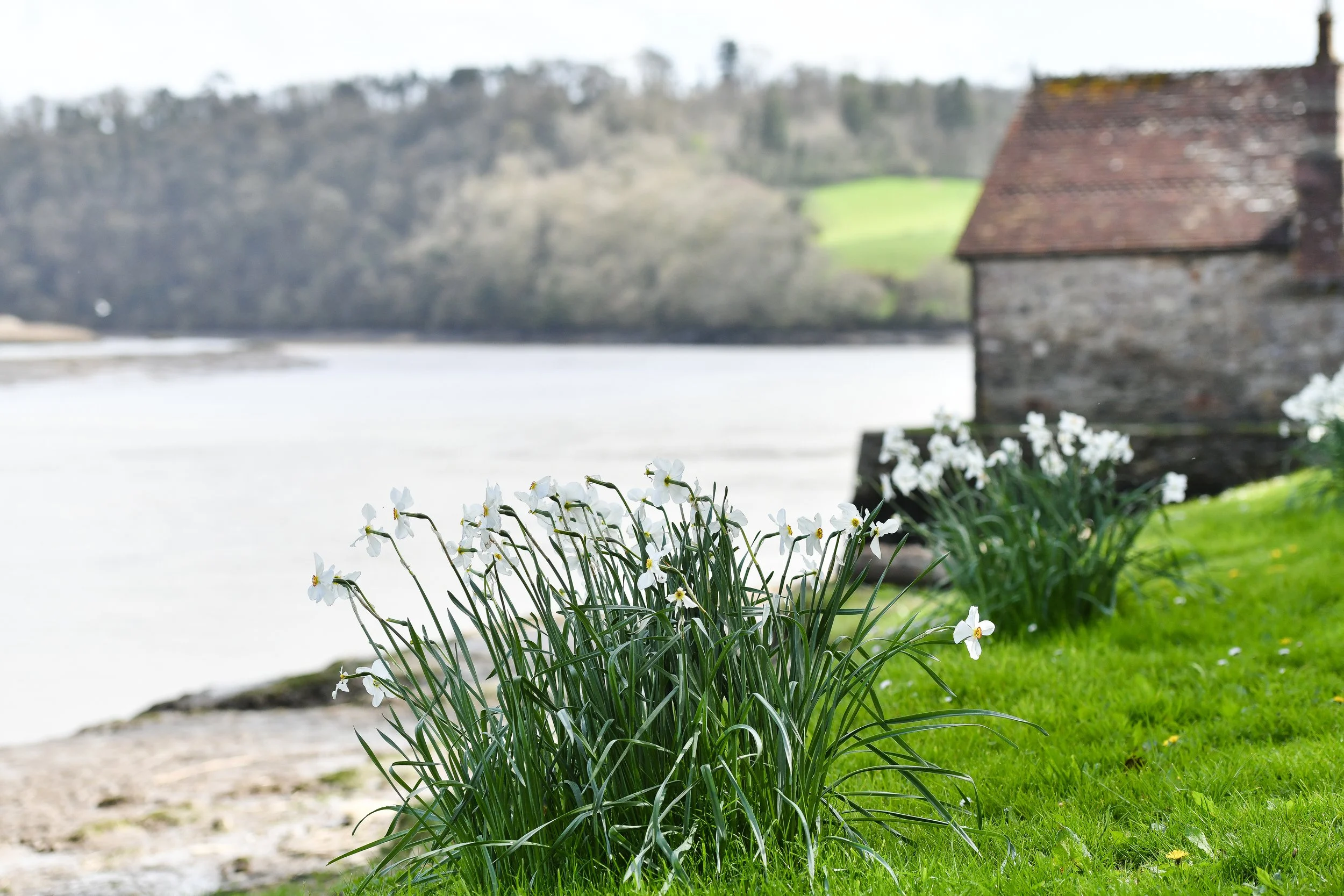 Pentillie Daffodils-April 2023-52.jpg