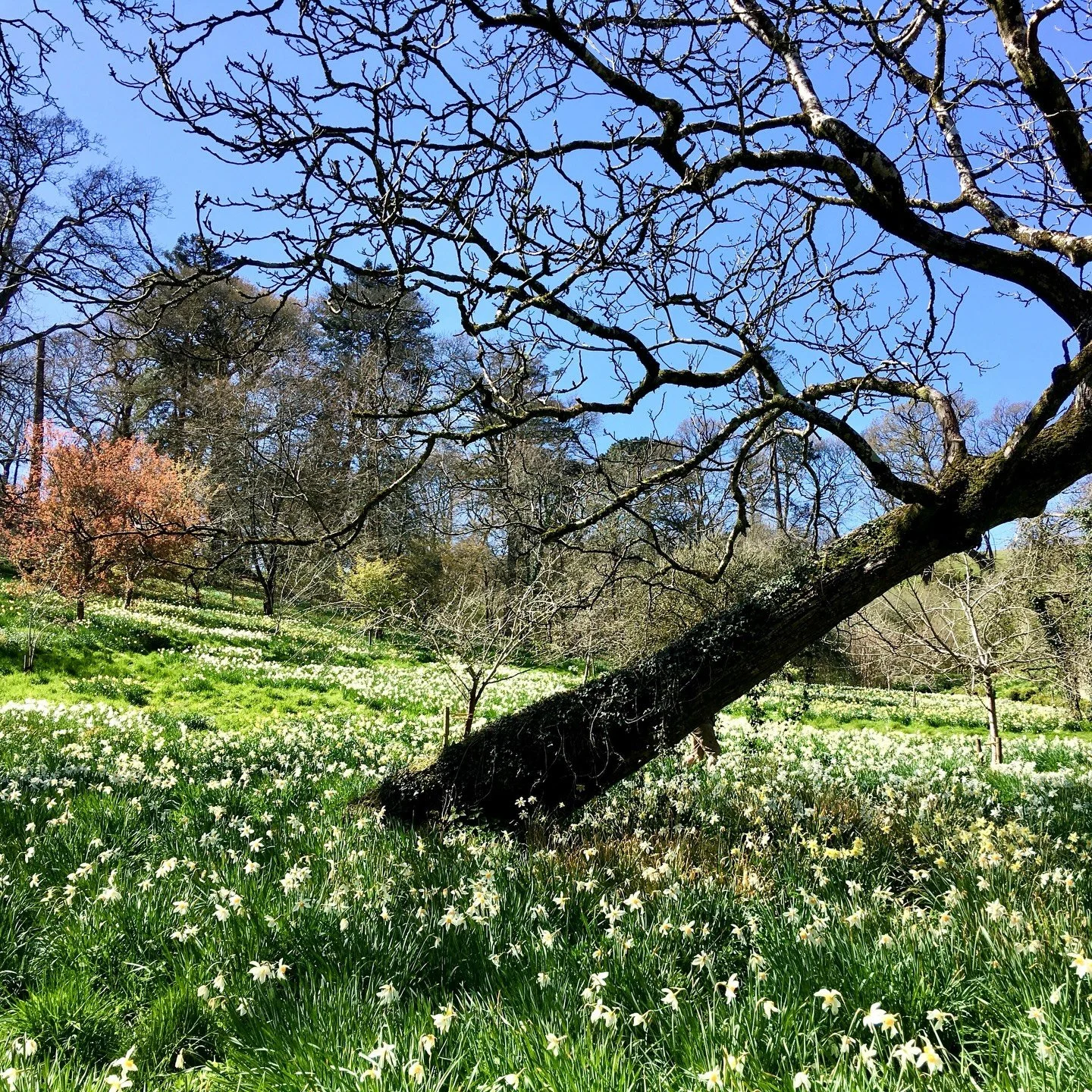 Hang in there, spring is near...
Here&rsquo;s a reminder of what the gardens will look like in a few short weeks

#pentilliecastle #englishgardens #countryhouse #reptongardens #cornwallgardens