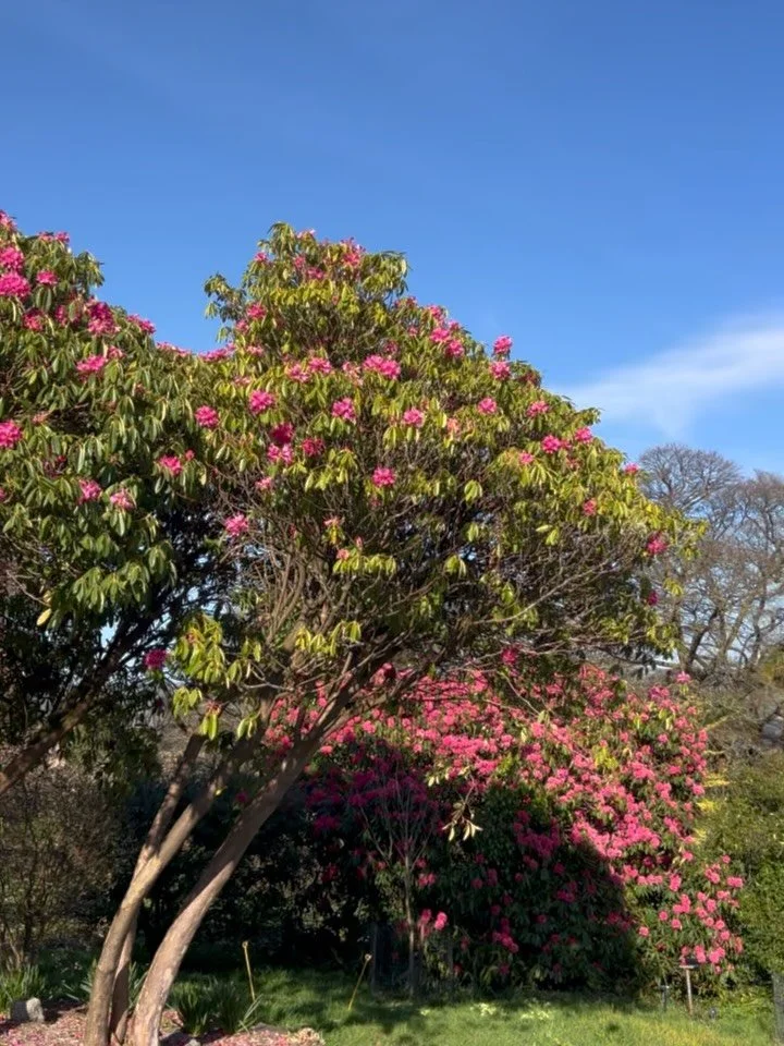 This is what spring looks like at Pentillie right now&hellip; and this Sunday you can come see it for yourself!

The gardens will be open for everyone to enjoy in aid of @veteransoutdoorsuk &amp; Endeavour Archers ~ two incredible veterans&rsquo; cha