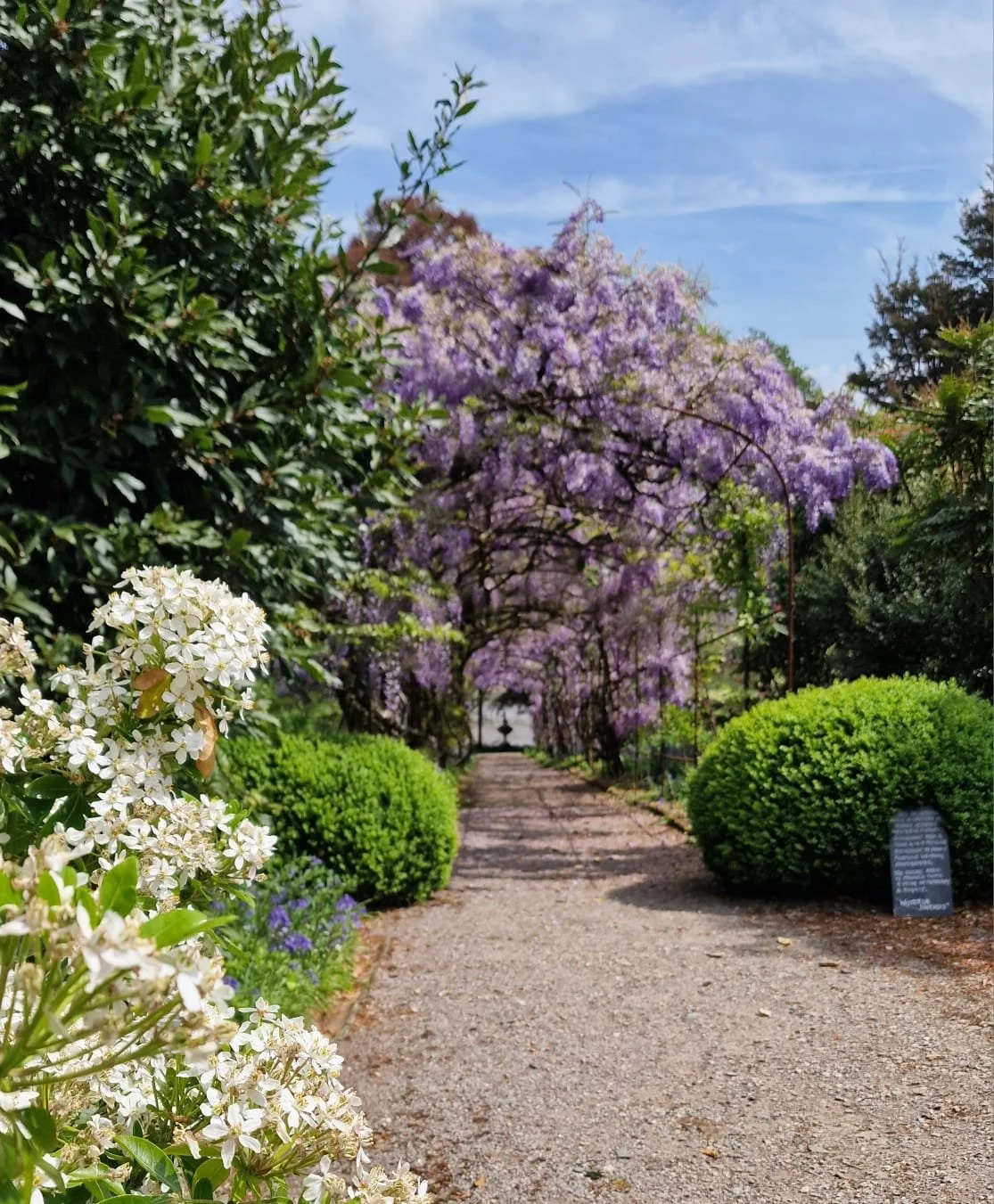 looking down wisteria walk_Charmaine.jpeg