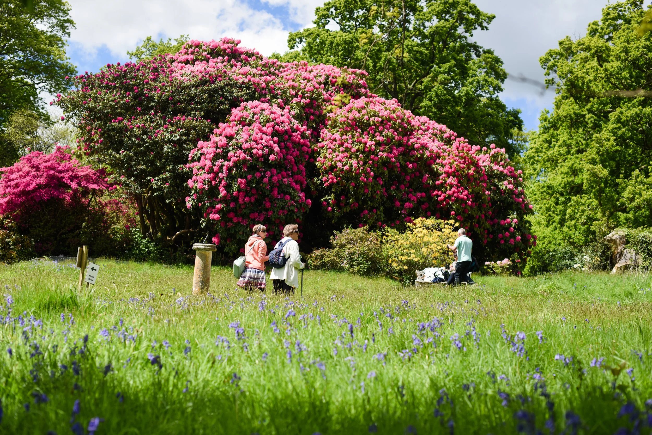 Alzheimer’s Society Garden Open Day at Pentillie Castle