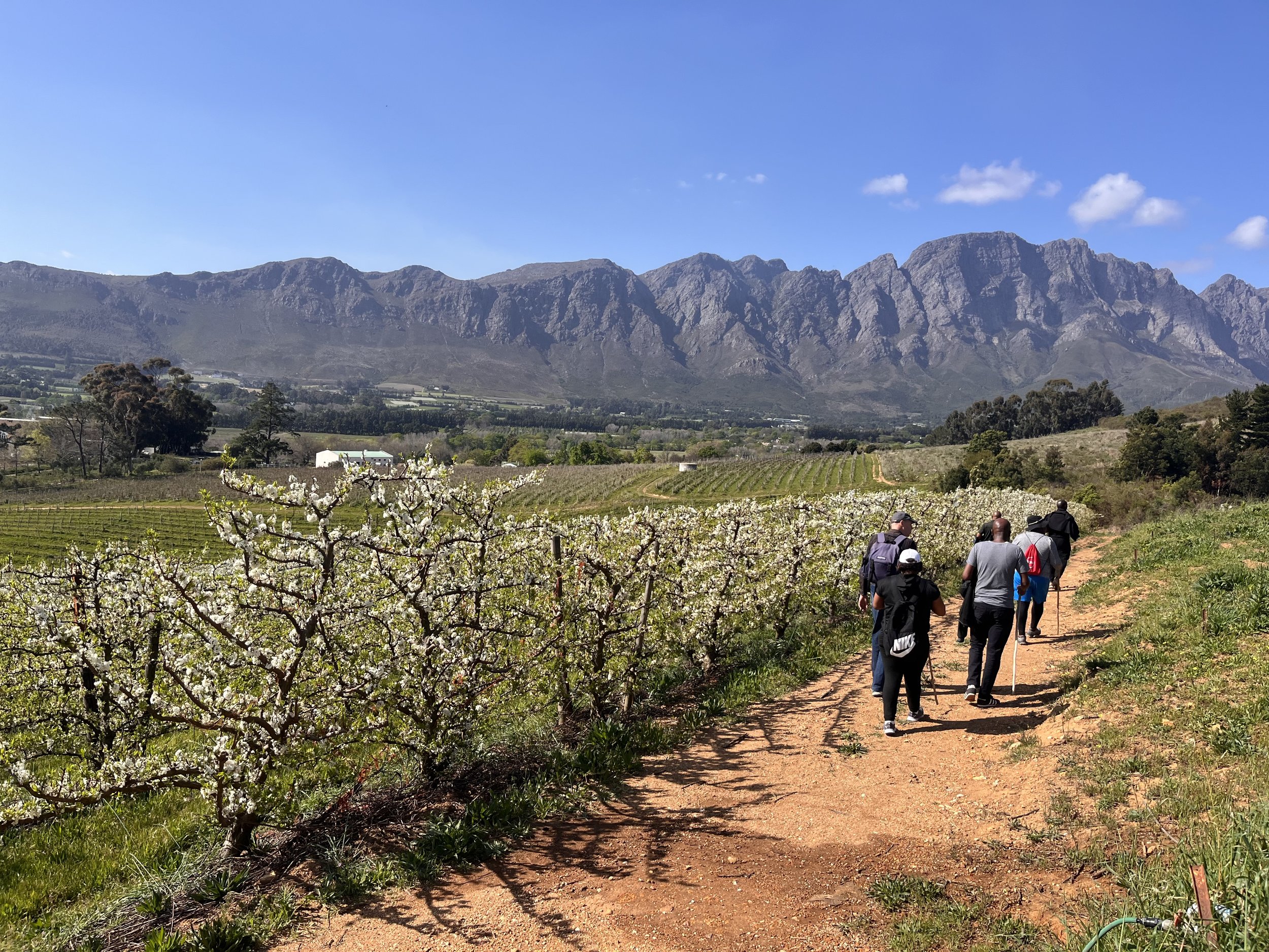 Group of people walking on a dirt path through a vineyard with mountains in the background.