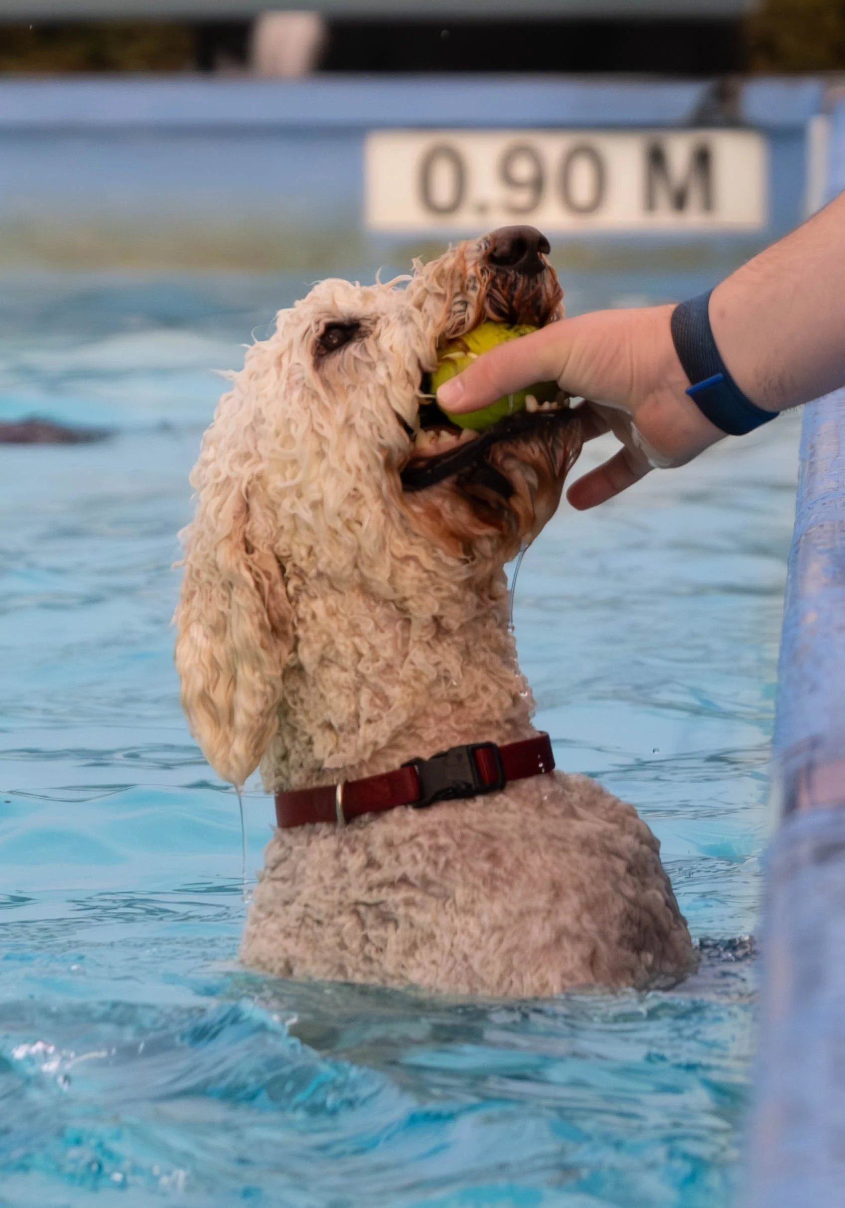 Doggy Dive - Het Baafje (3).jpg