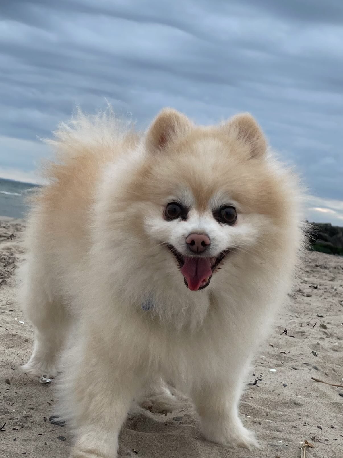 Min bedste ven igennem de sidste 12 &aring;r! ❤️ 
Desv&aelig;rre er du her ikke mere, men nu er du i himlen blandt alle stjernerne og jeg vil kigge p&aring; stjernehimlen hver aften og t&aelig;nke p&aring; dig! ✨
Nellie og jeg kommer til at savne dig