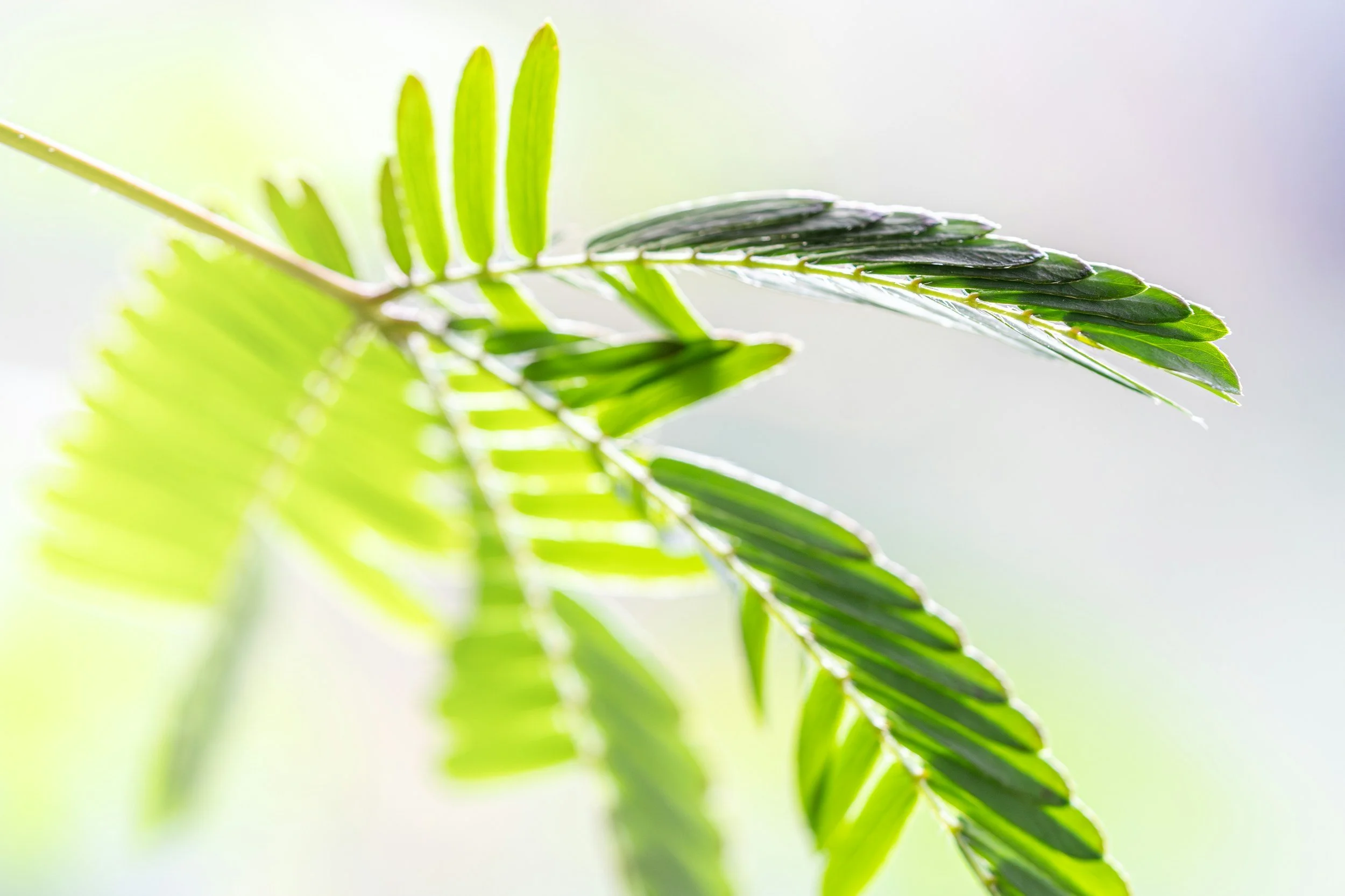 Plant that is both resilient and tender