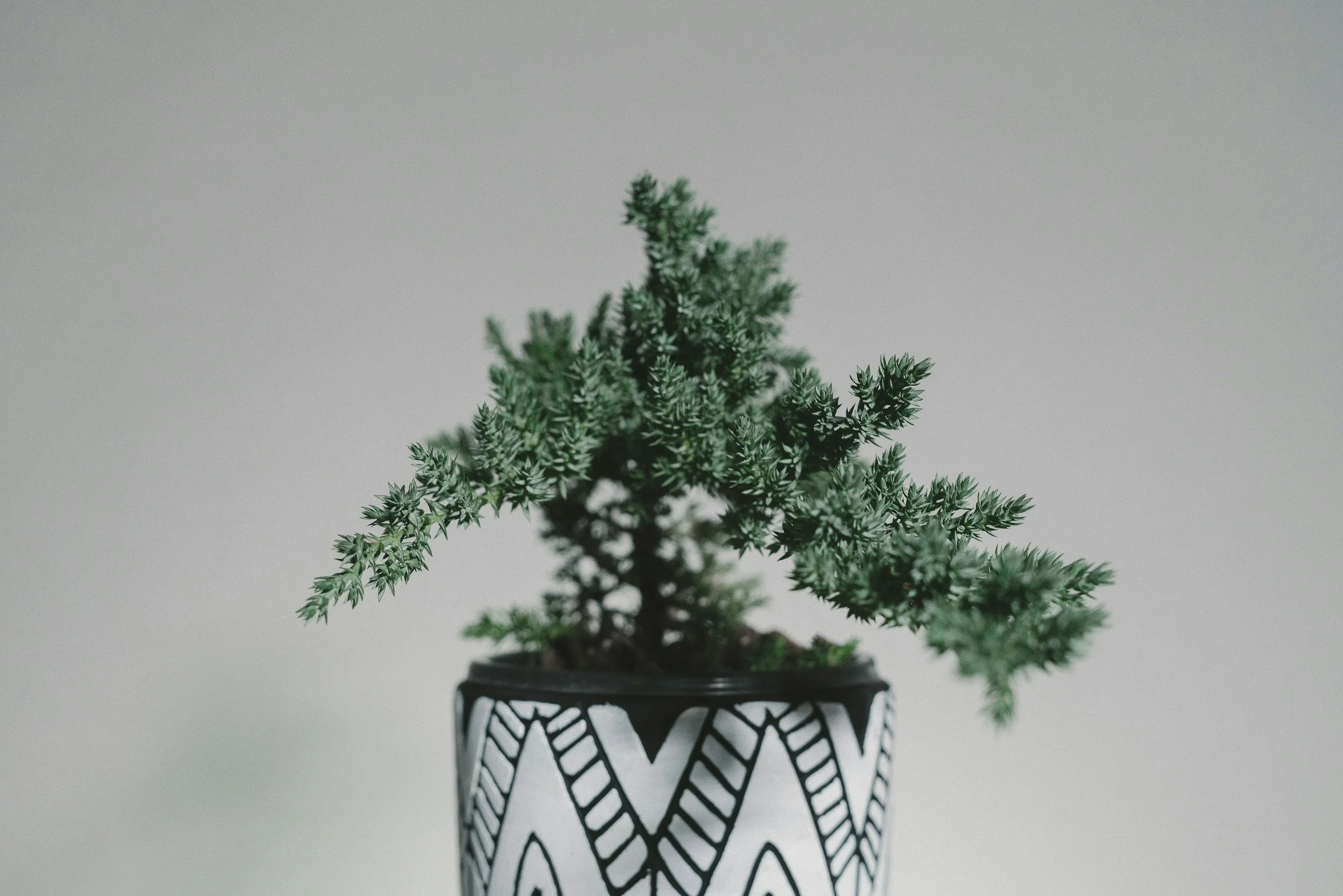 A small green potted plant with needle-like leaves in a decorative black and white pot, placed on a plain background.