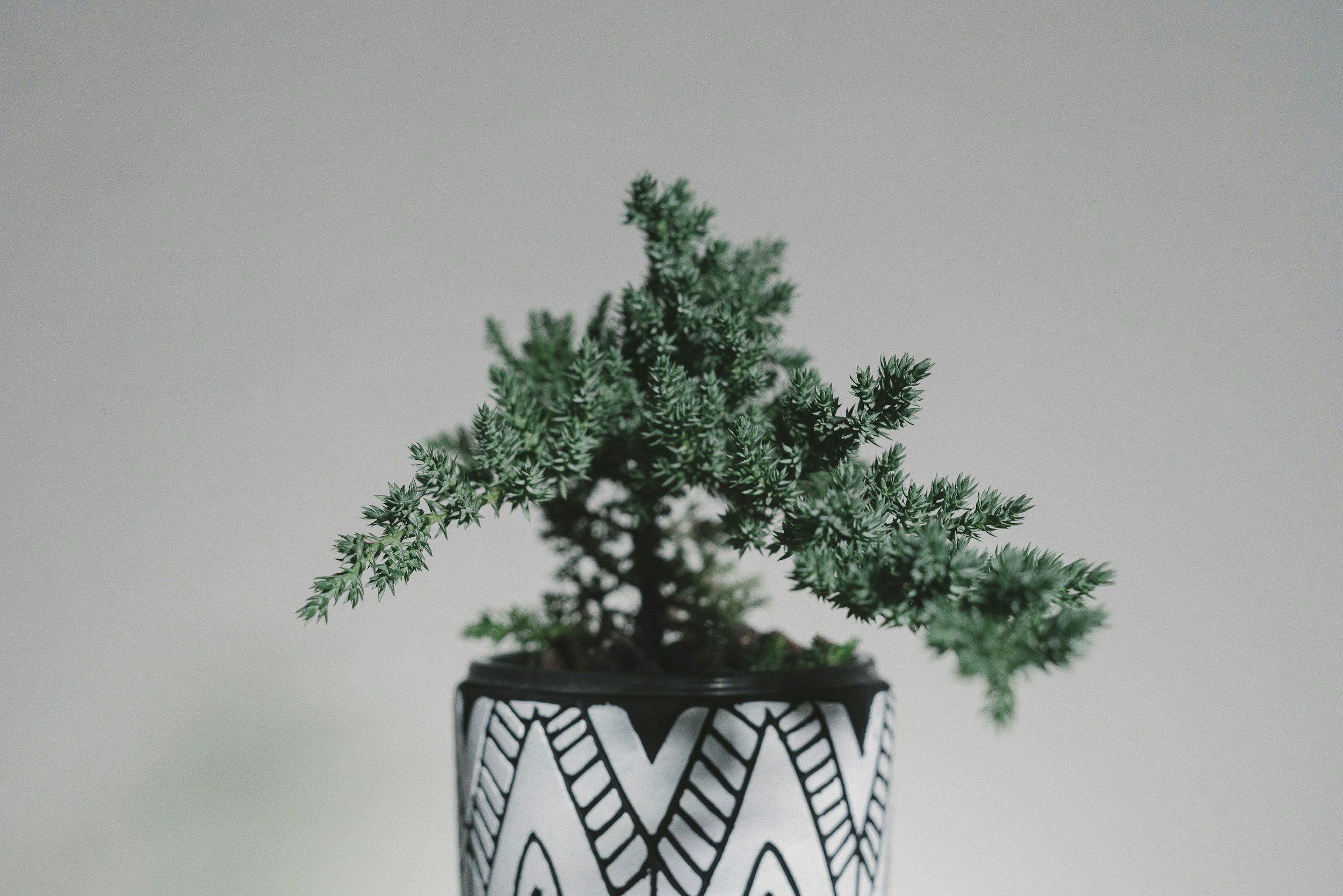 Small potted green plant with needle-like leaves in a black and white geometric patterned planter.