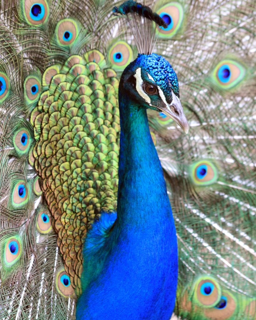 Magnifique message du paon 🌈

&quot;Voyez grand. Ne vous limitez plus.

Ouvrez vos ailes. Resplendissez.

N&rsquo;ayez pas peur du regard de l&rsquo;autre.

Chacun est unique et c&rsquo;est votre sp&eacute;cificit&eacute; qui vous rend beau !

Montr