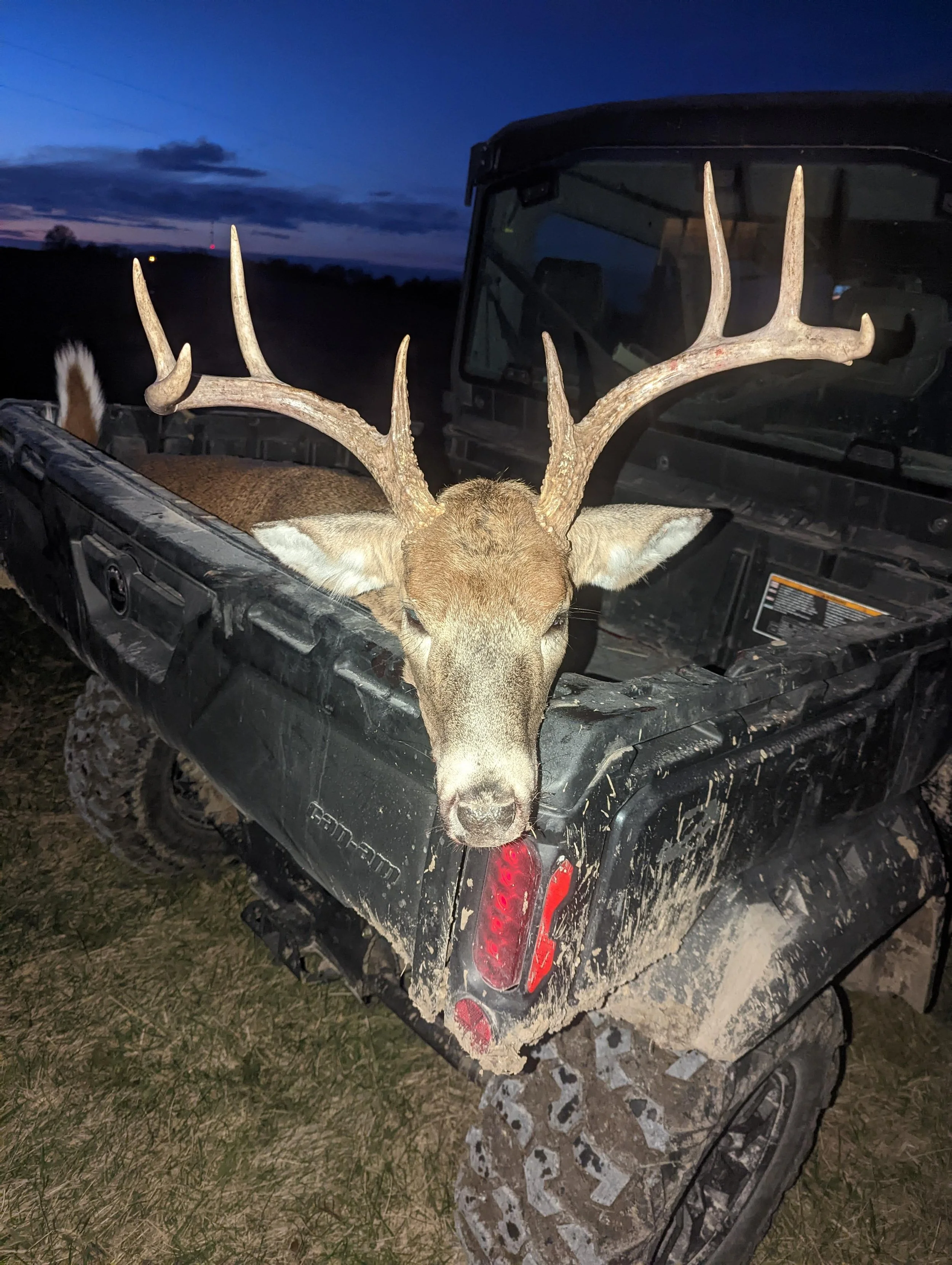 A deer with large antlers is in the bed of a muddy, black utility vehicle on a grassy terrain during dusk or dawn.