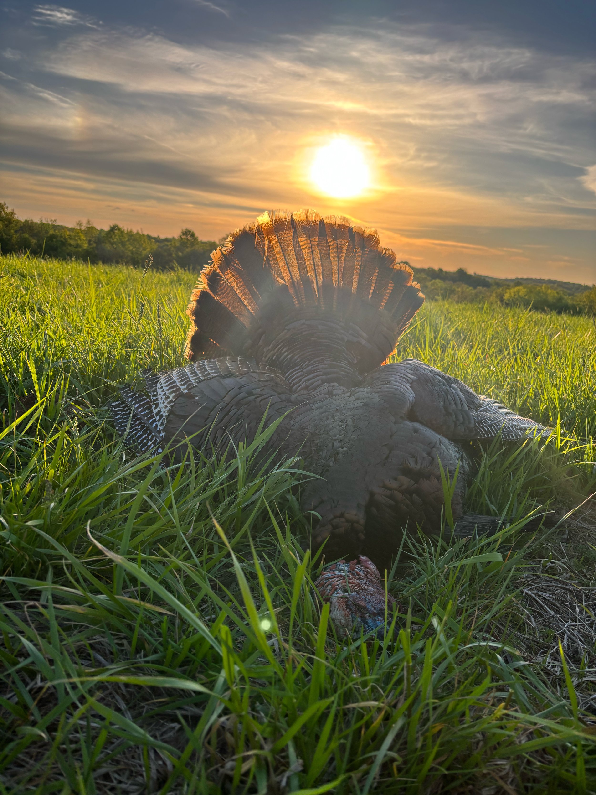 A wild turkey lying in a grassy field at sunset with the sun in the sky and some trees in the background.