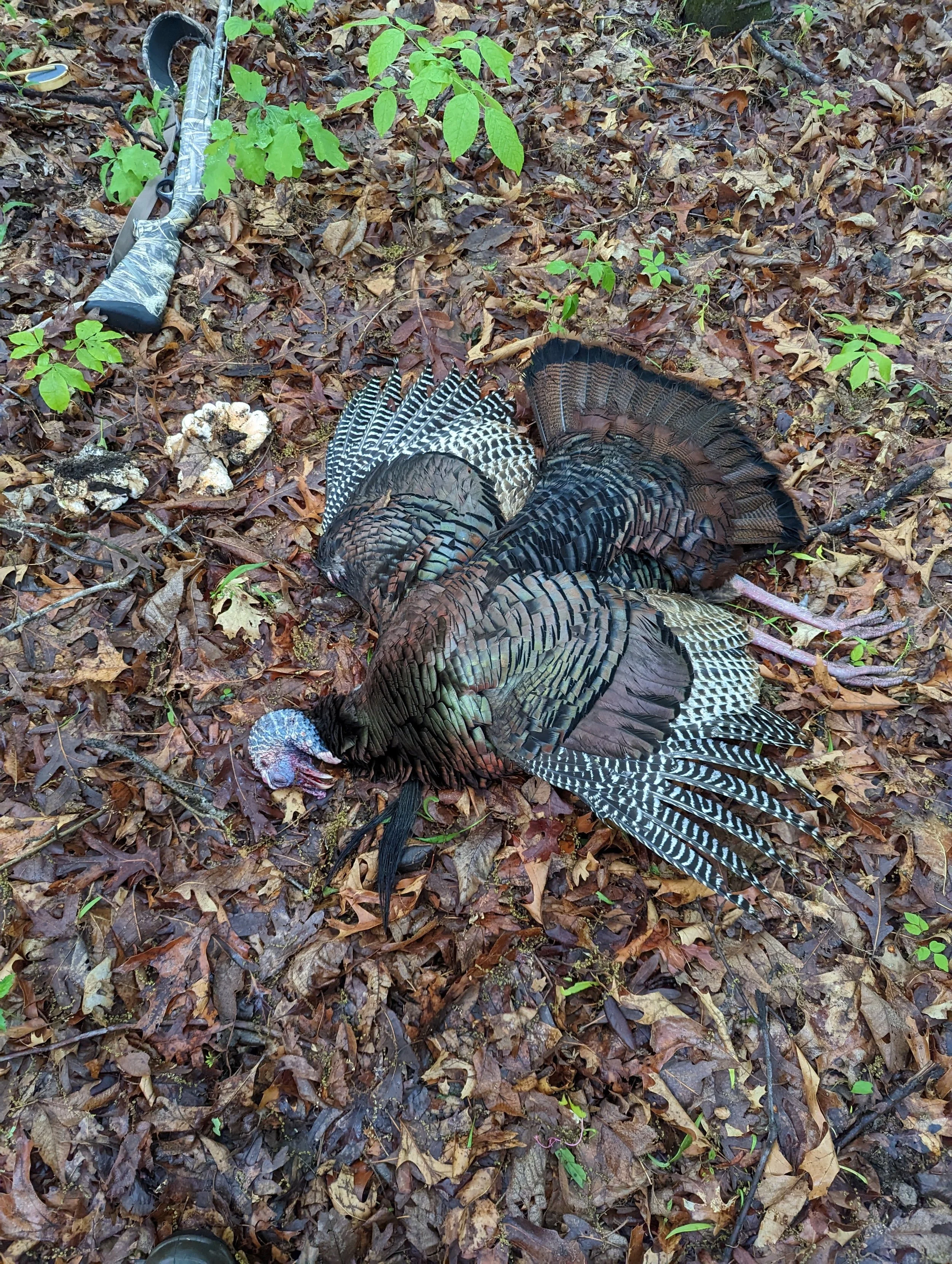 Dead wild turkey lying on a forest floor covered with fallen leaves, next to a metal detector and a pair of black shoes.
