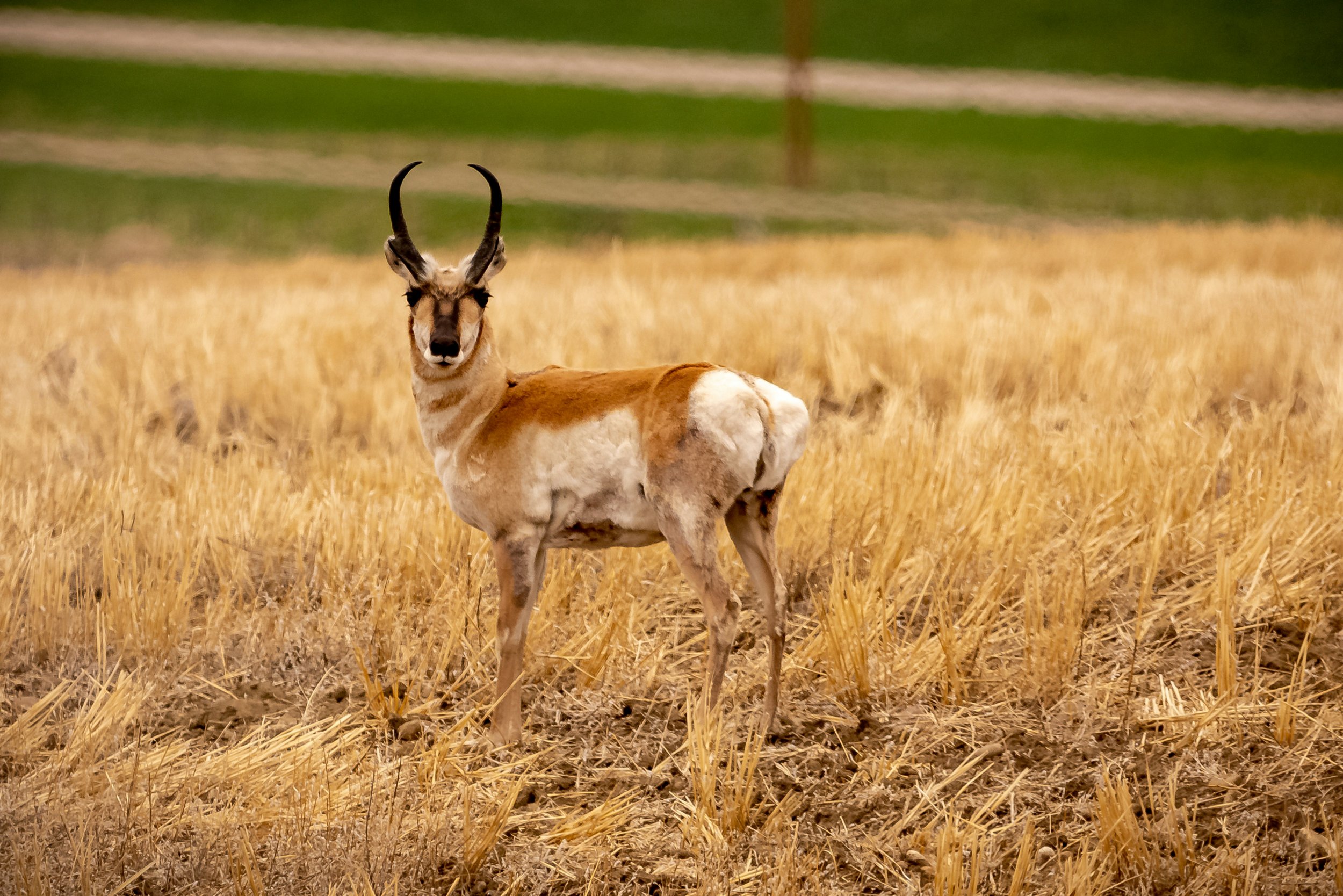 Pronghorn.jpeg