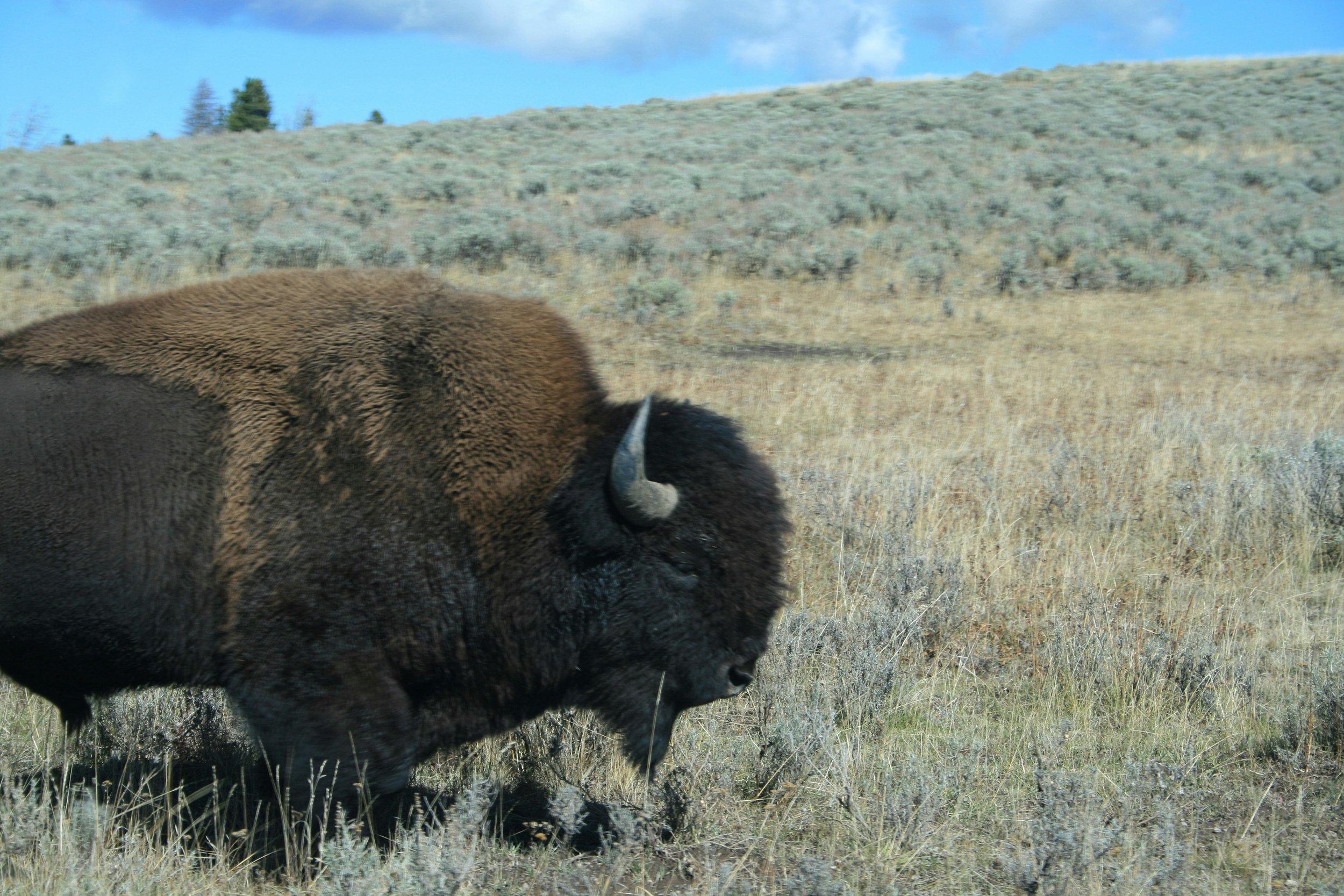 Bison in a sagebrush field.jpeg