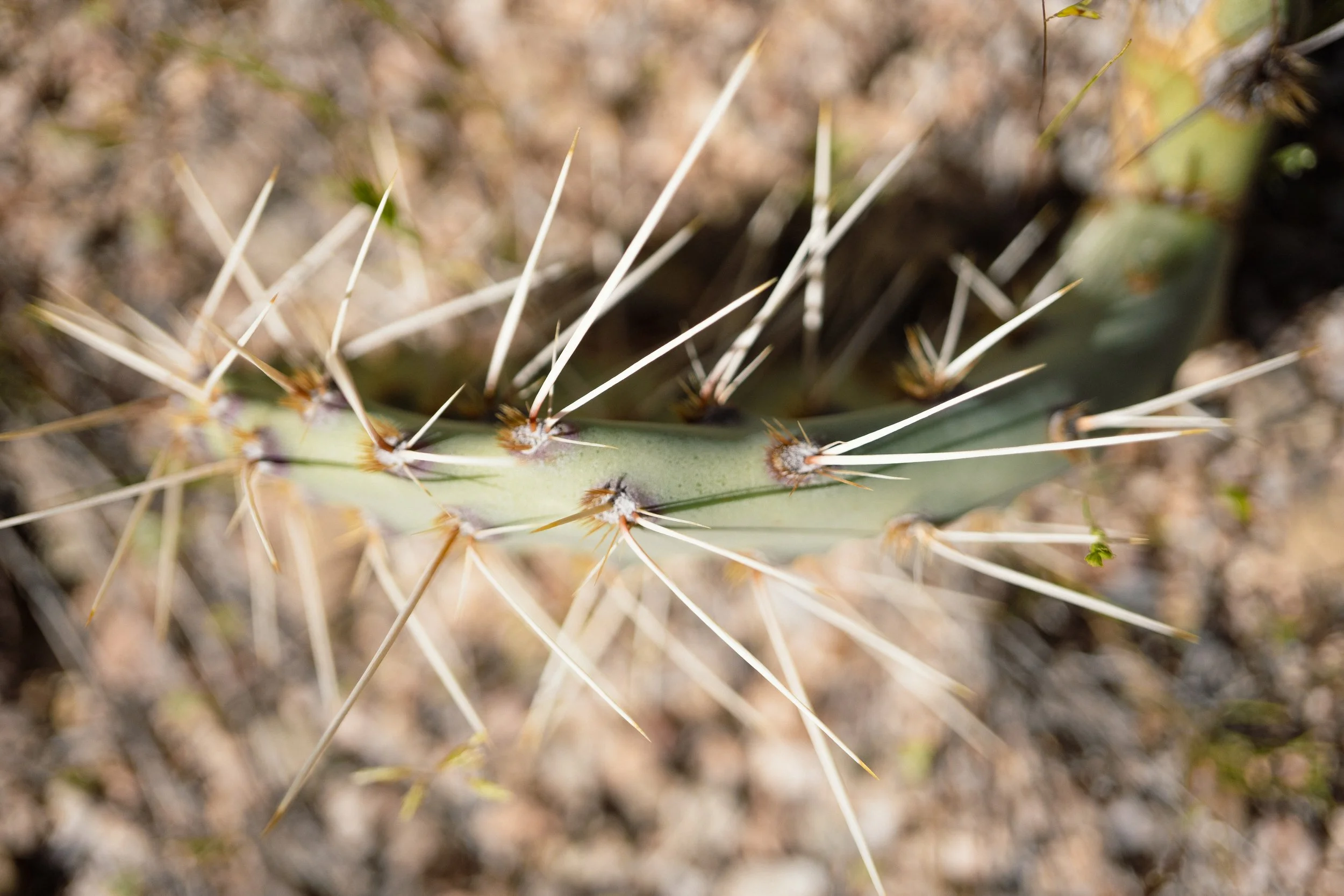 LOM05948.jpg