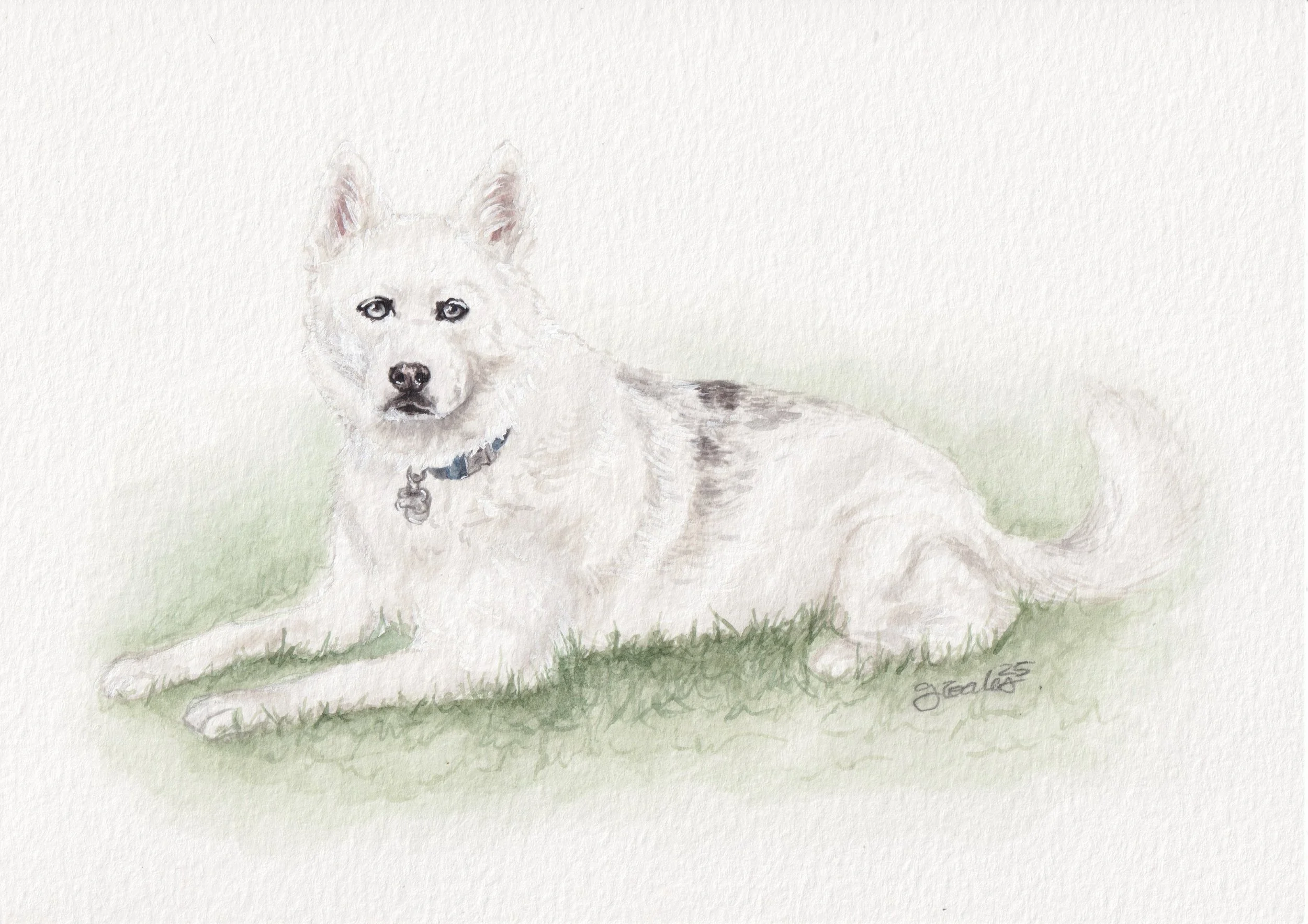 oliviawhitedog 2.JPG