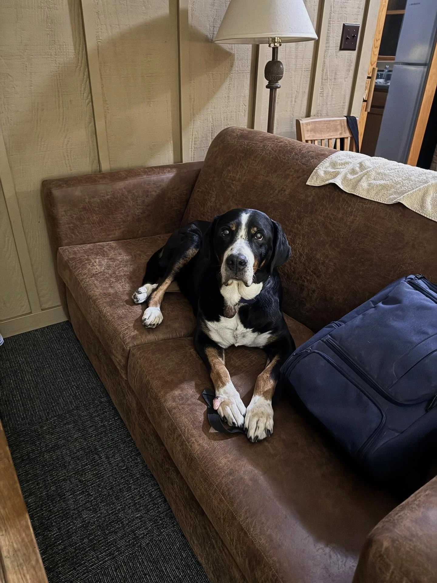 13 year old Mocha getting some rest before the big dog show tomorrow.