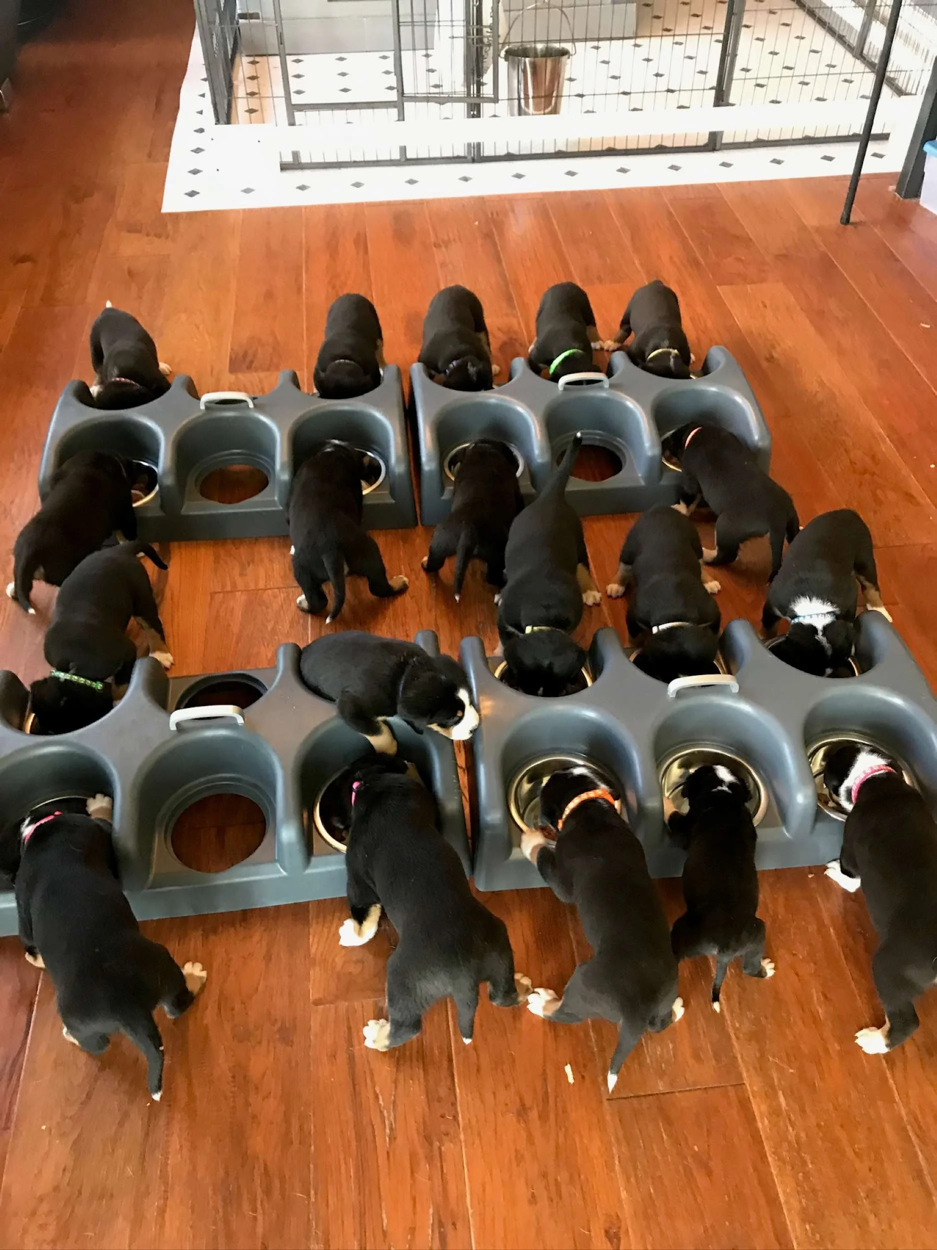 majestic-woods-swissies-puppies-19eating.JPG