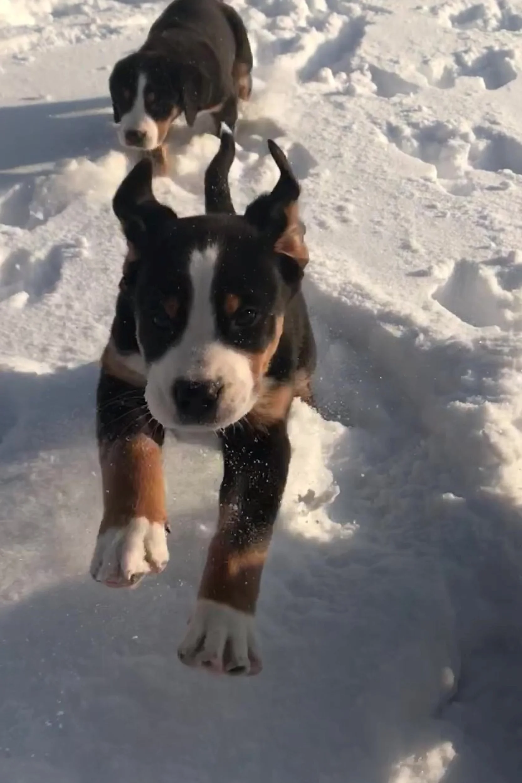 majestic-woods-swissies-puppies-play.jpg