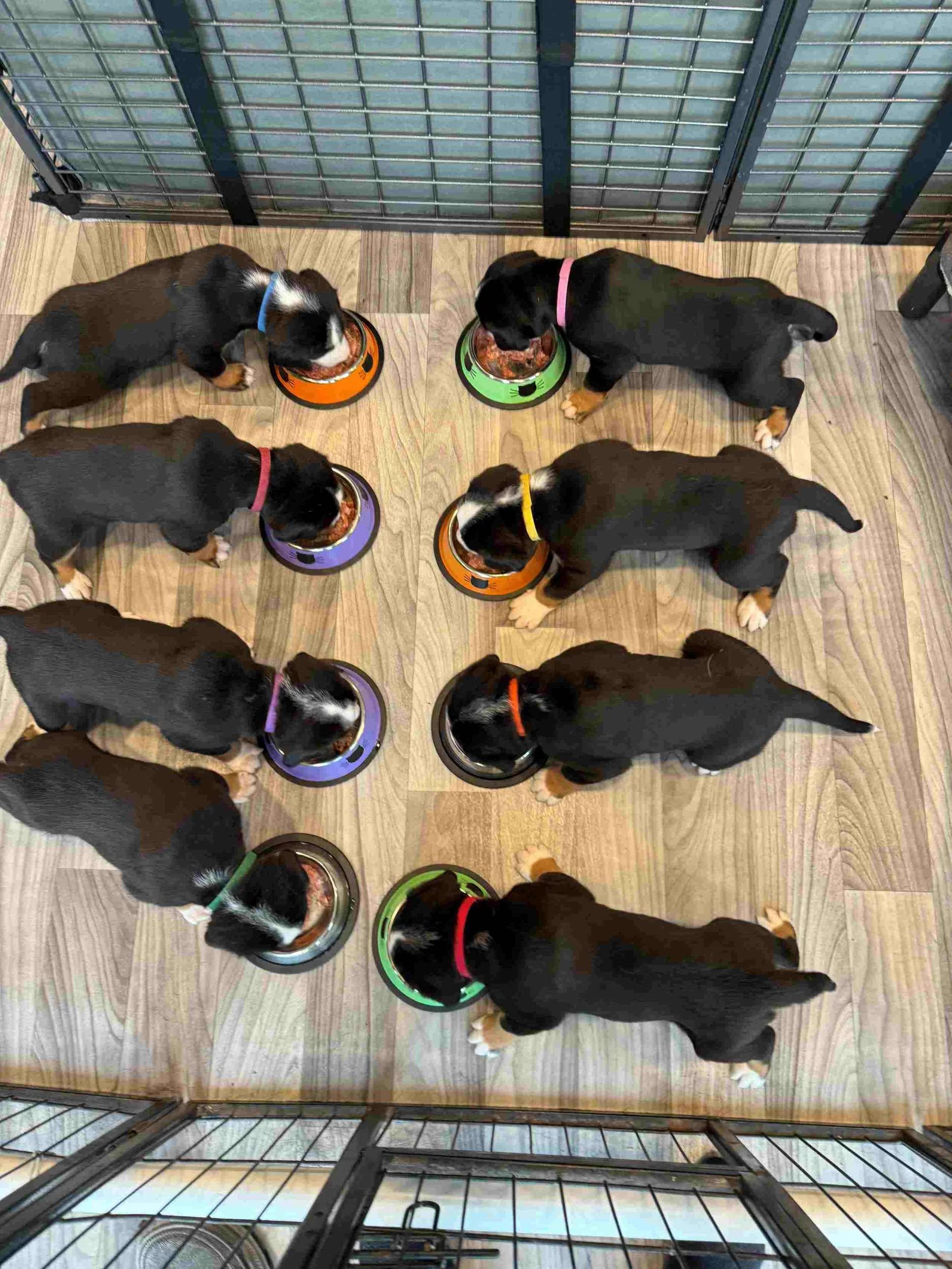 majestic-woods-swissies-puppies-rawfed.jpg