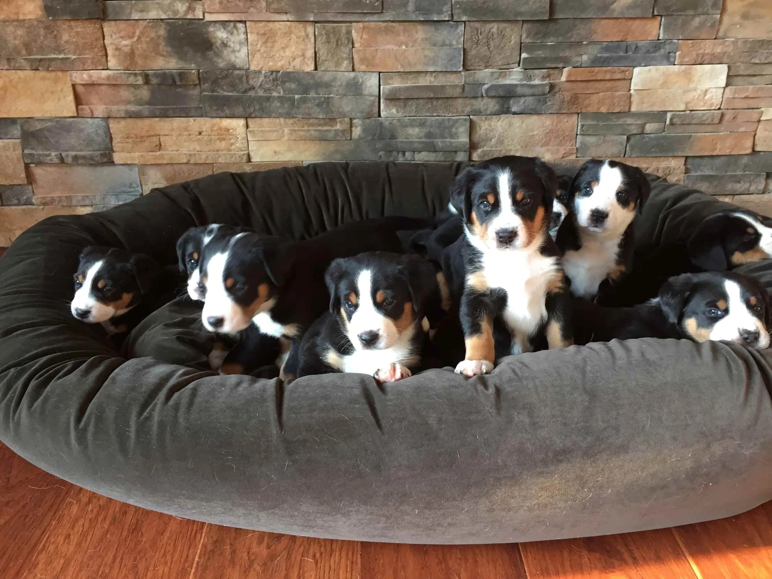 majestic-woods-swissies-puppies-OnBed.JPG