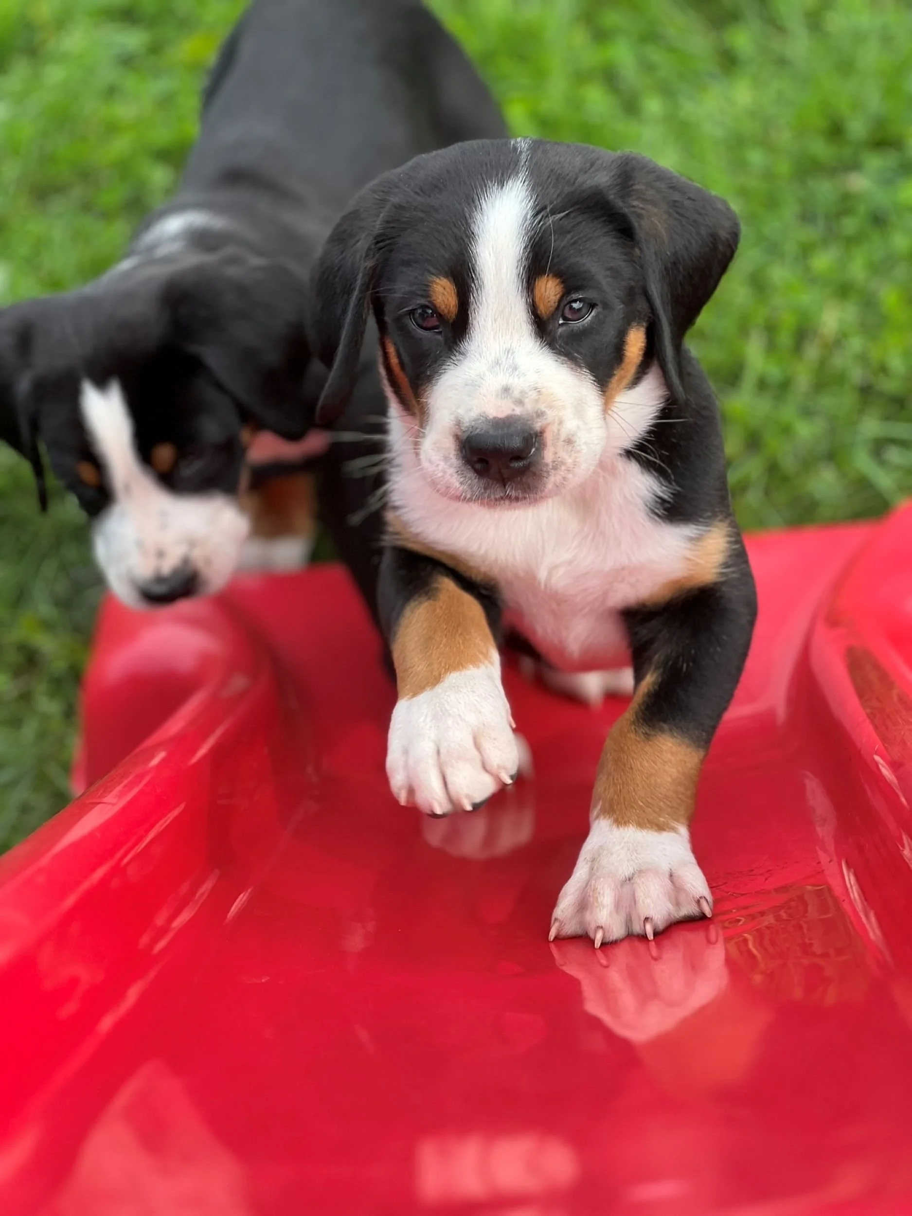 majestic-woods-swissies-puppies-slide.jpg
