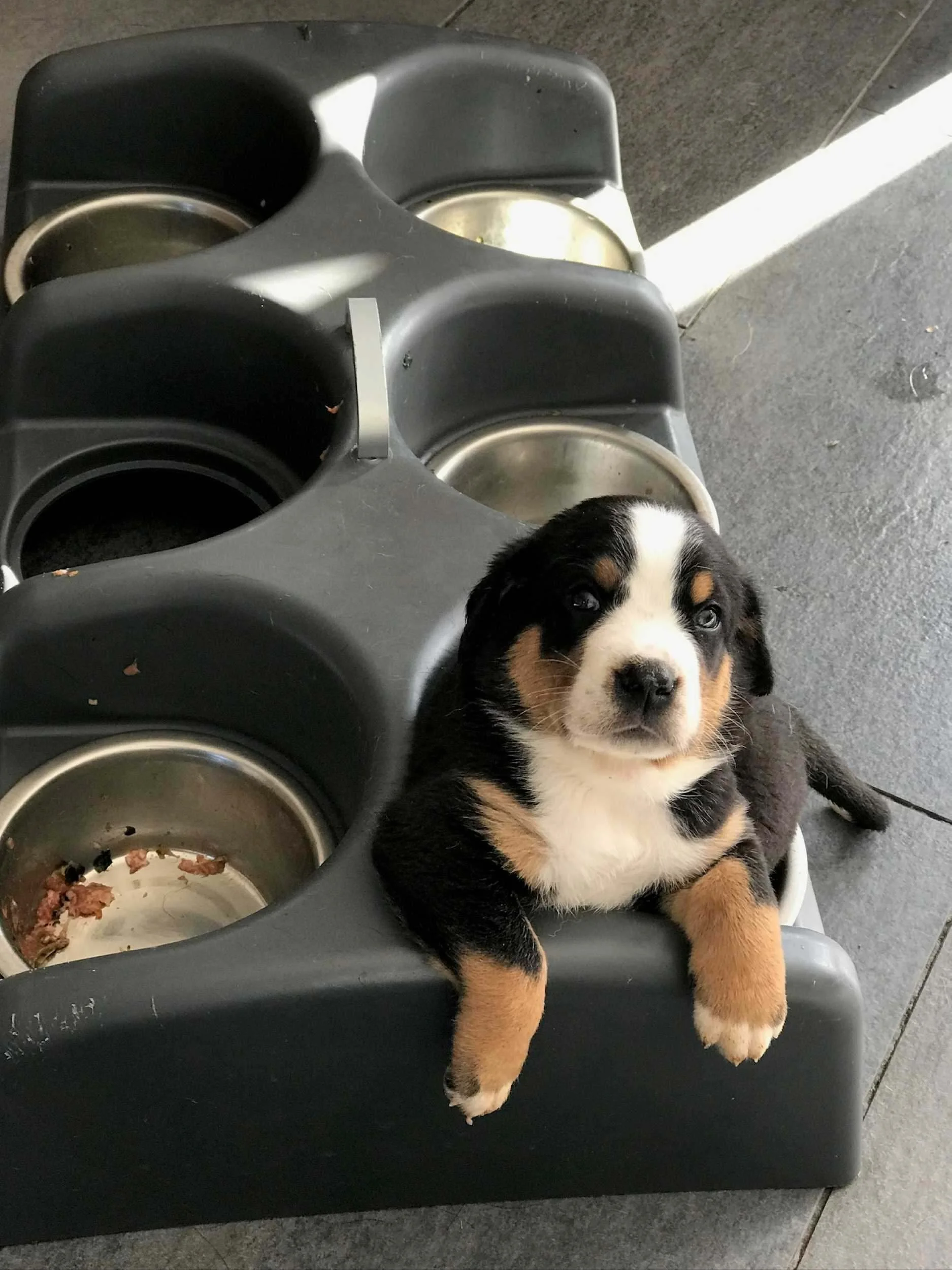 majestic-woods-swissies-puppies-stuffed.jpg