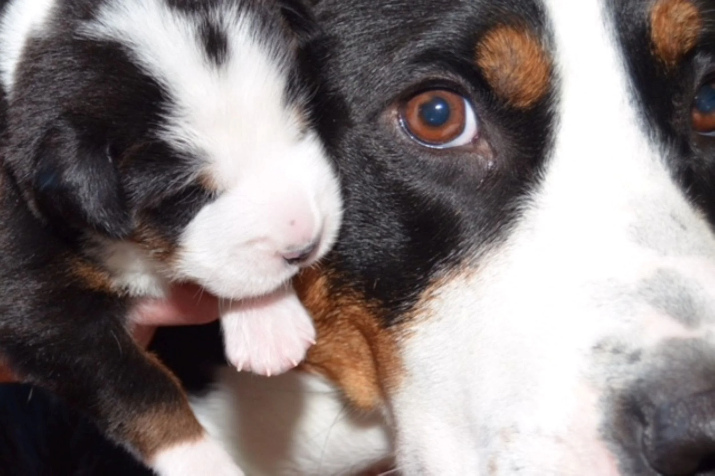 majestic-woods-swissies-puppies-love2.jpg