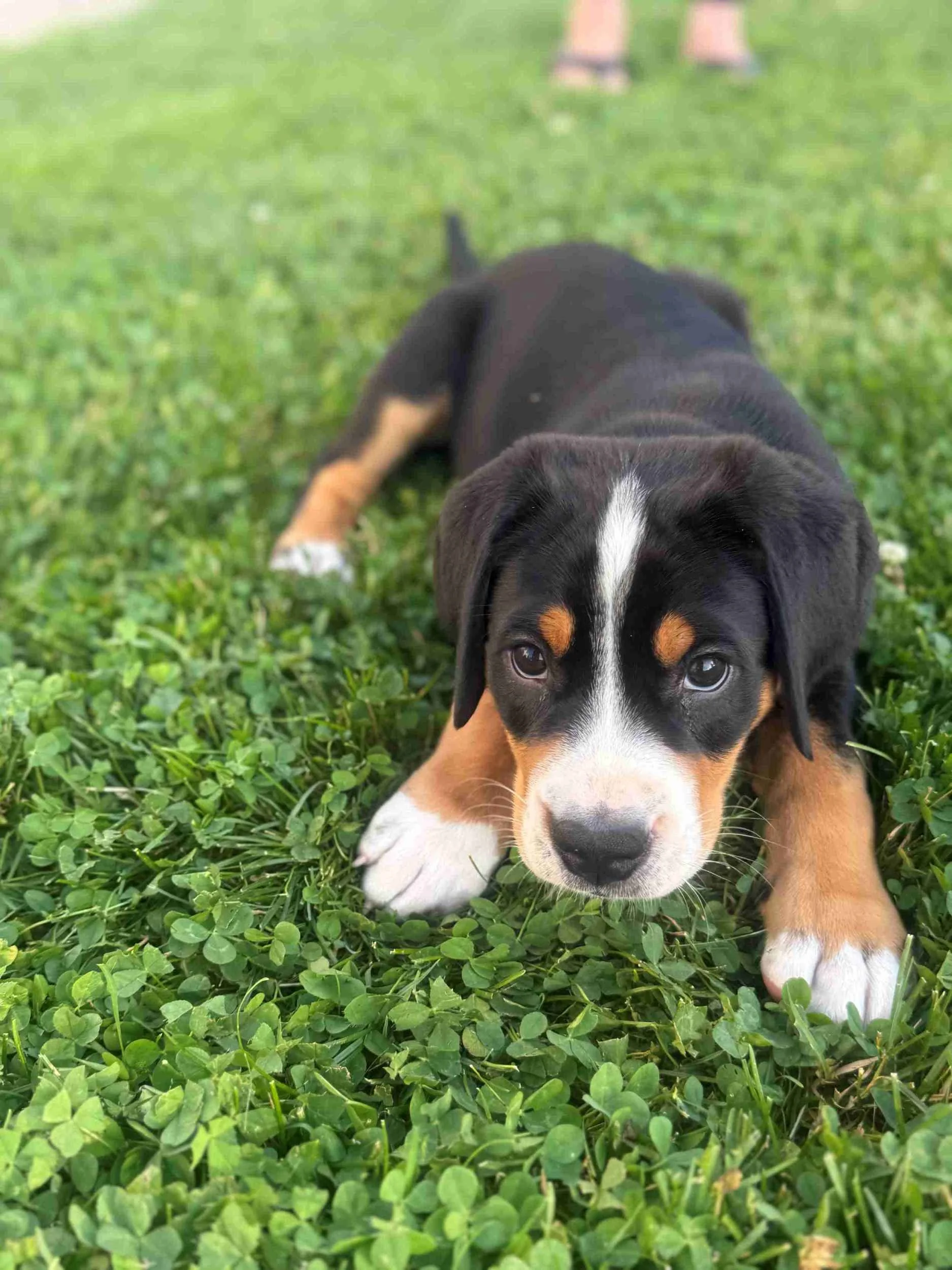 majestic-woods-swissies-puppies-ingrass.jpg