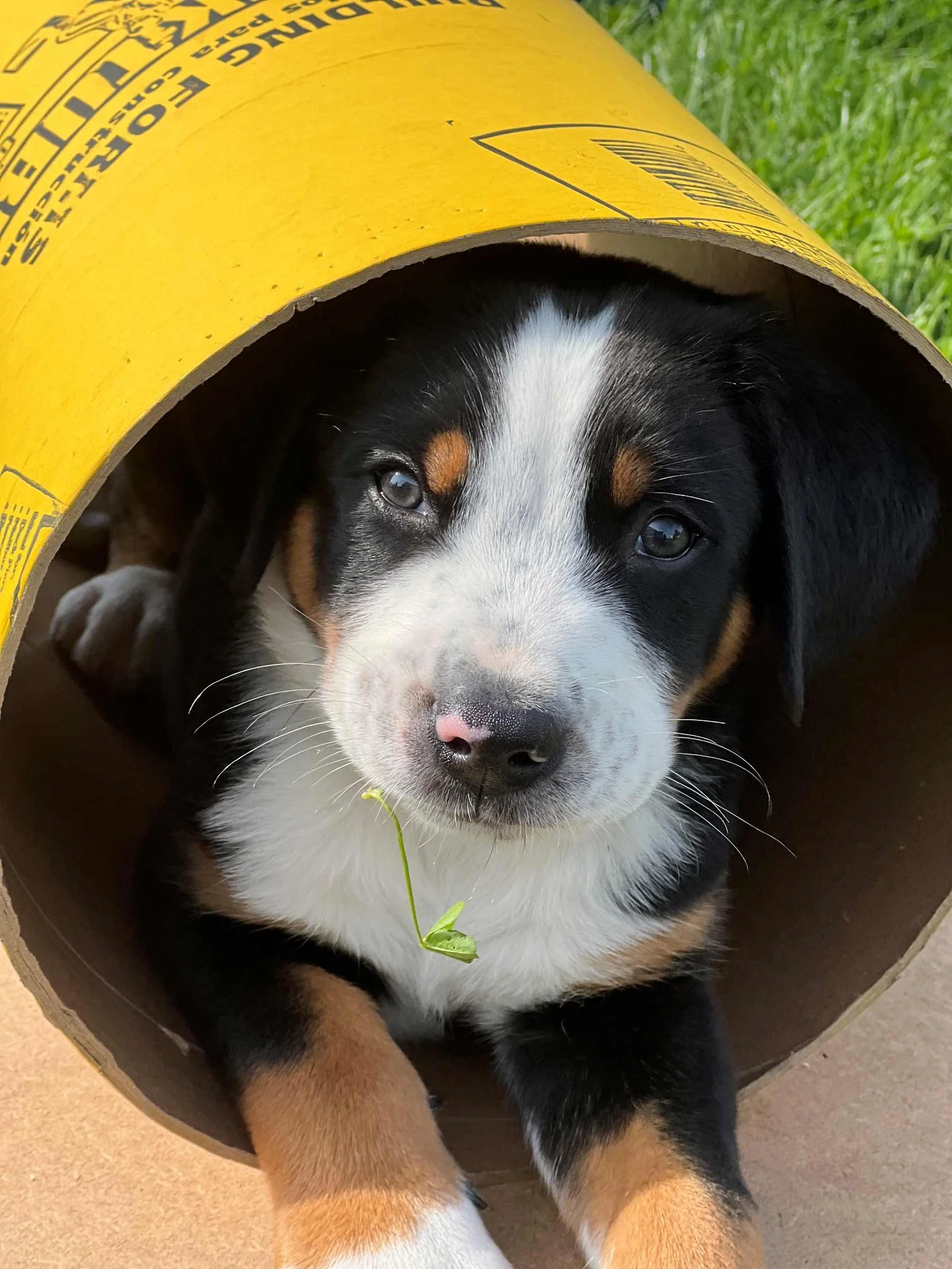 majestic-woods-swissies-puppies-tunnel.jpg