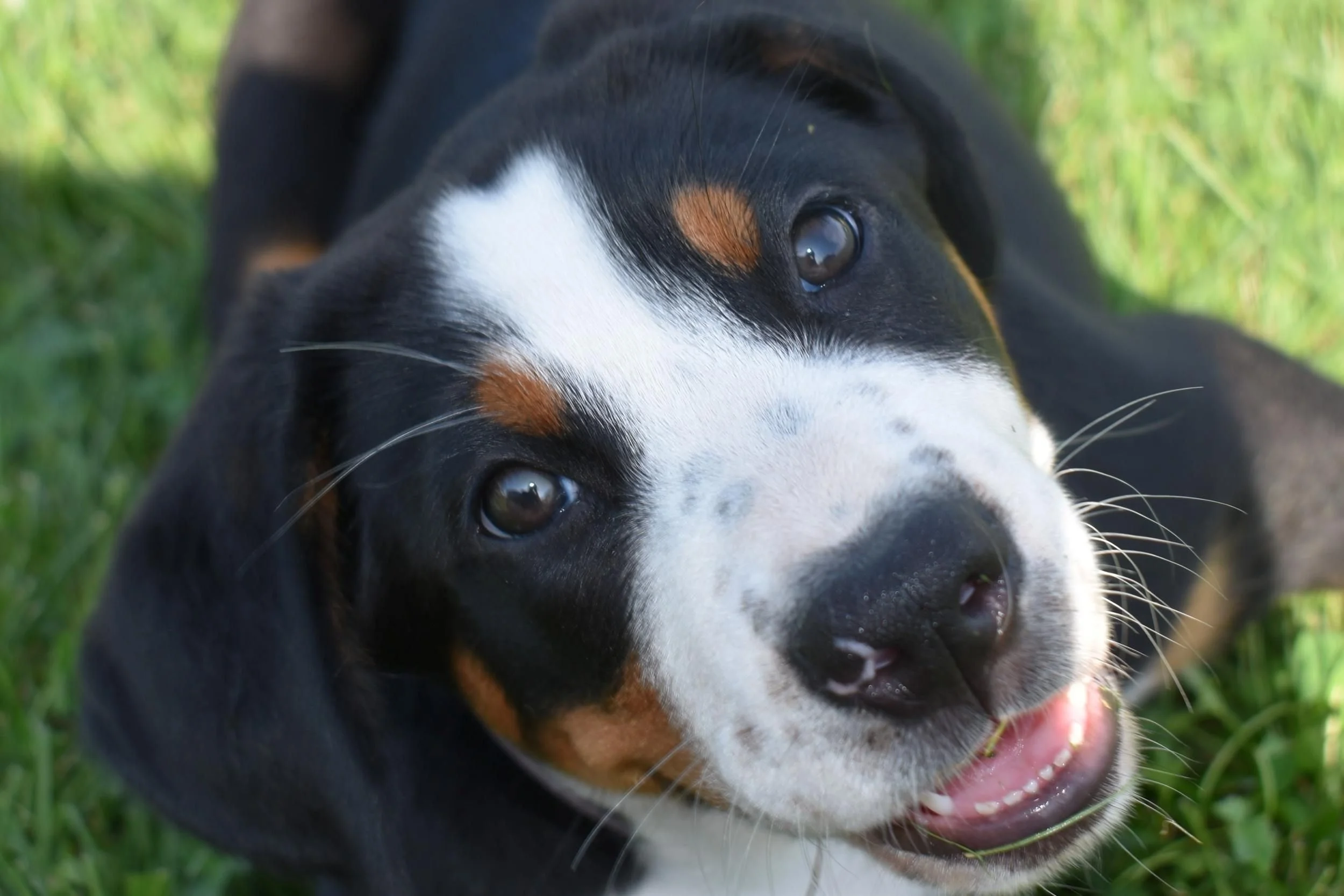 majestic-woods-swissies-puppies-violet.jpg
