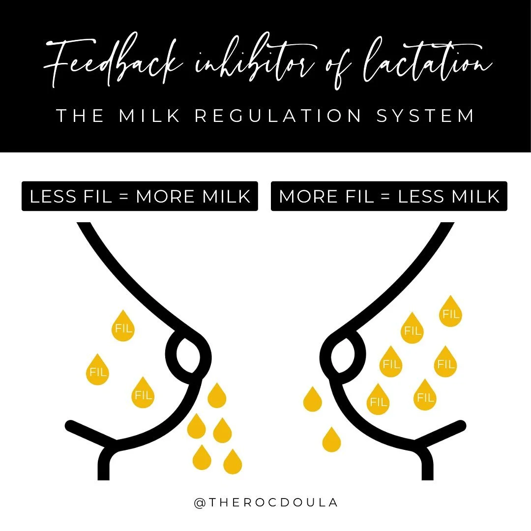 Let&rsquo;s talk about one of breastfeeding&rsquo;s lesser-known players: the Feedback Inhibitor of Lactation (aka FIL, your milk supply&rsquo;s sneaky little regulator). 

💛 Here&rsquo;s the scoop: FIL is a hormone hanging out in your breast milk t