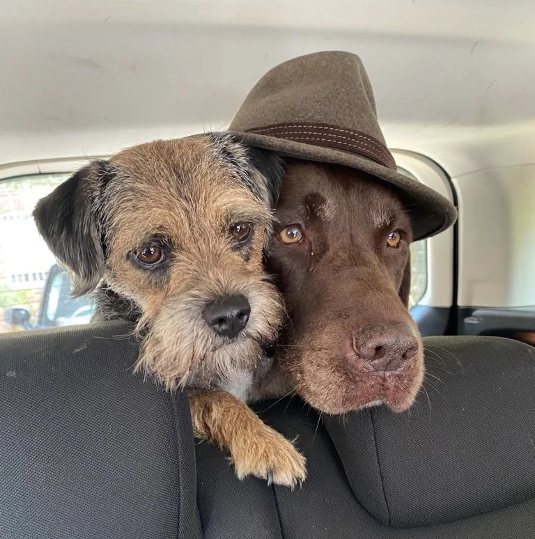 Animal Health Certificates, Pet Travel and Importing Animals from Abroad