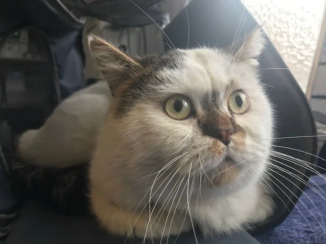 March is Pet Anxiety Awareness Month