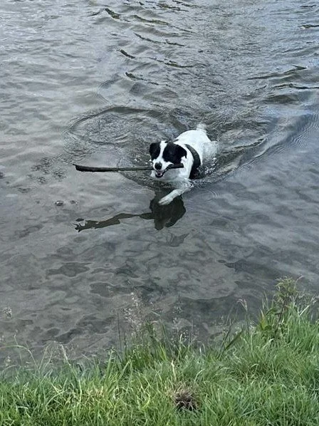 Dogs &amp; Swimming
