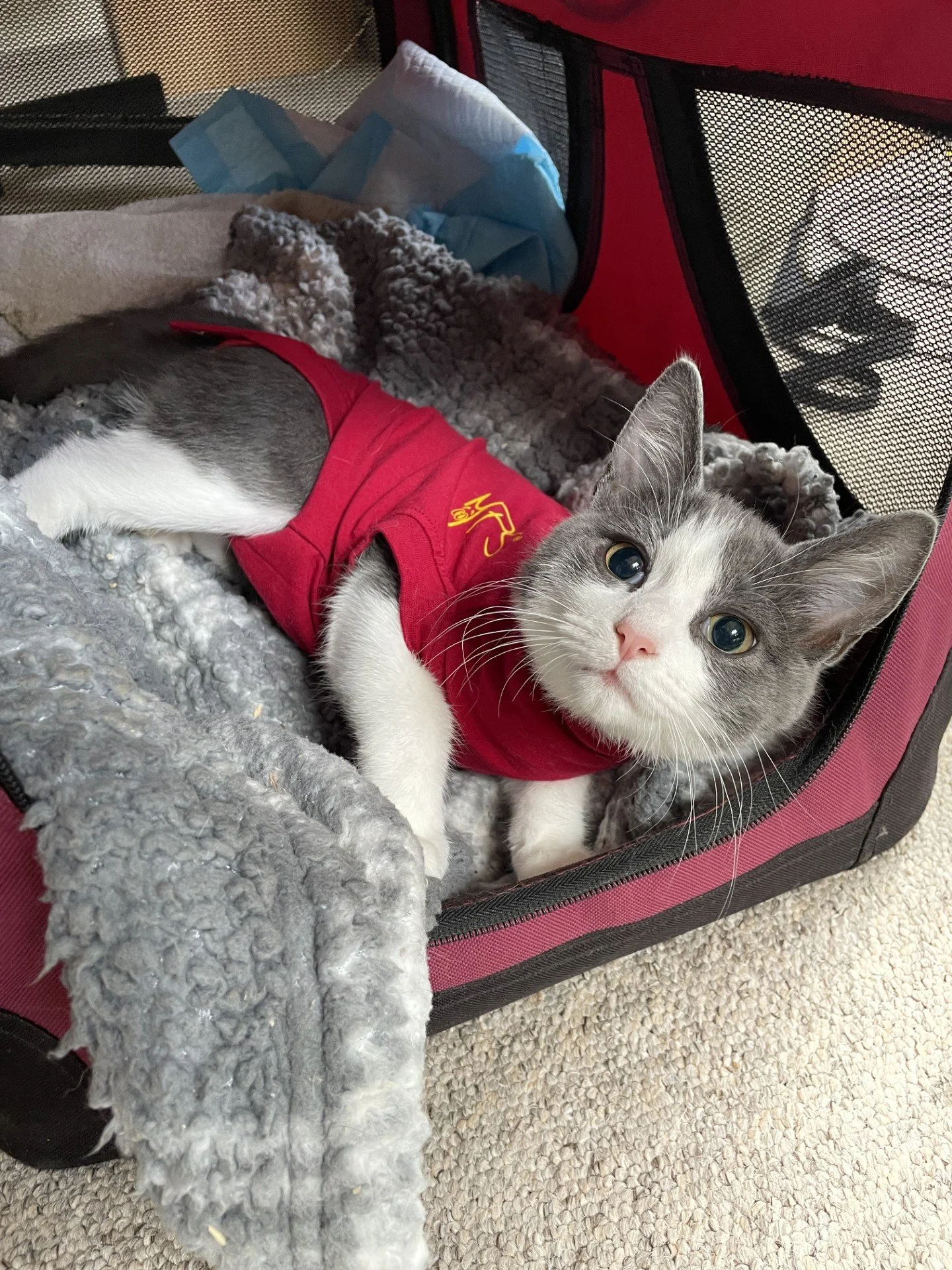 Should I insure my pet?