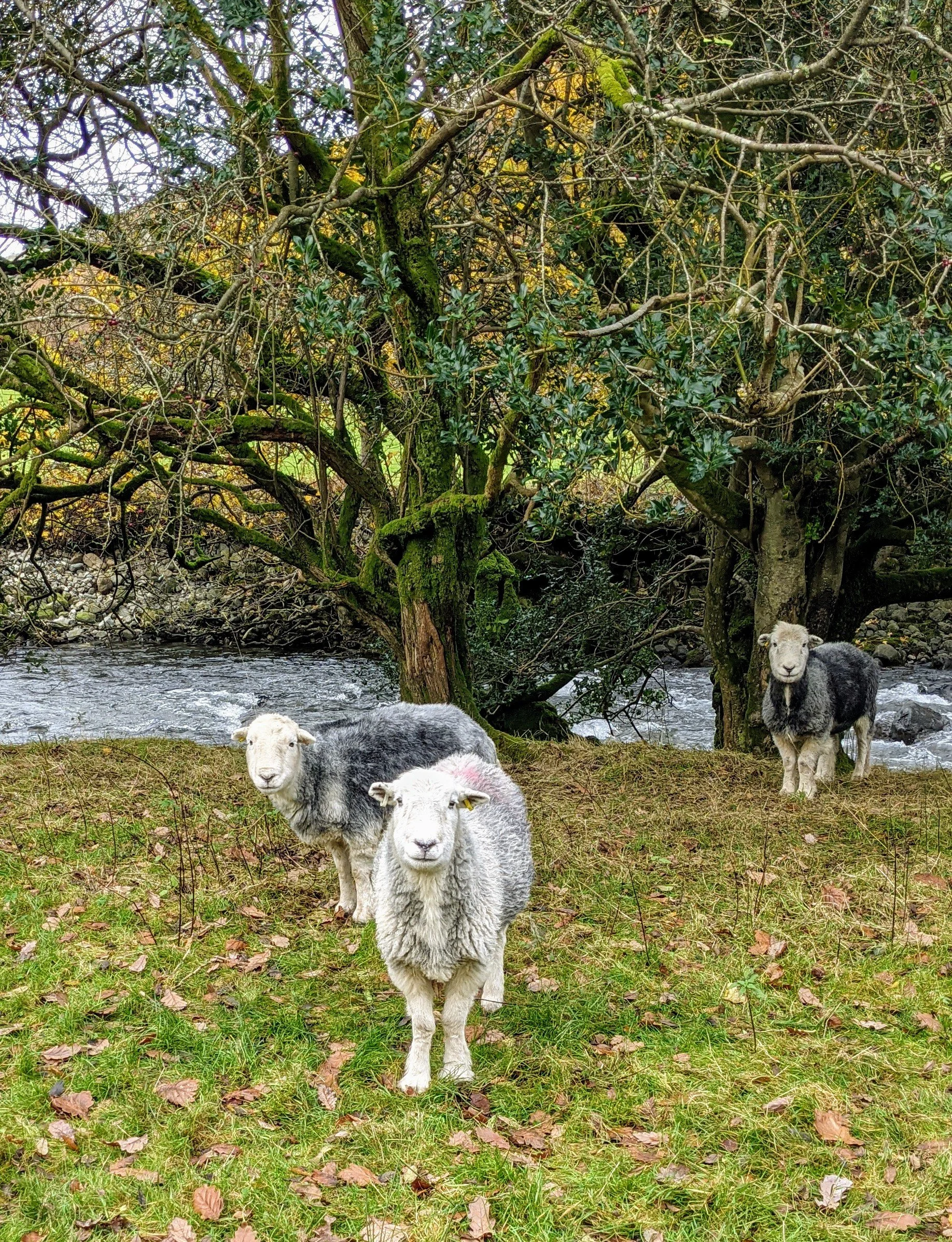 3 Herdwick Sheep