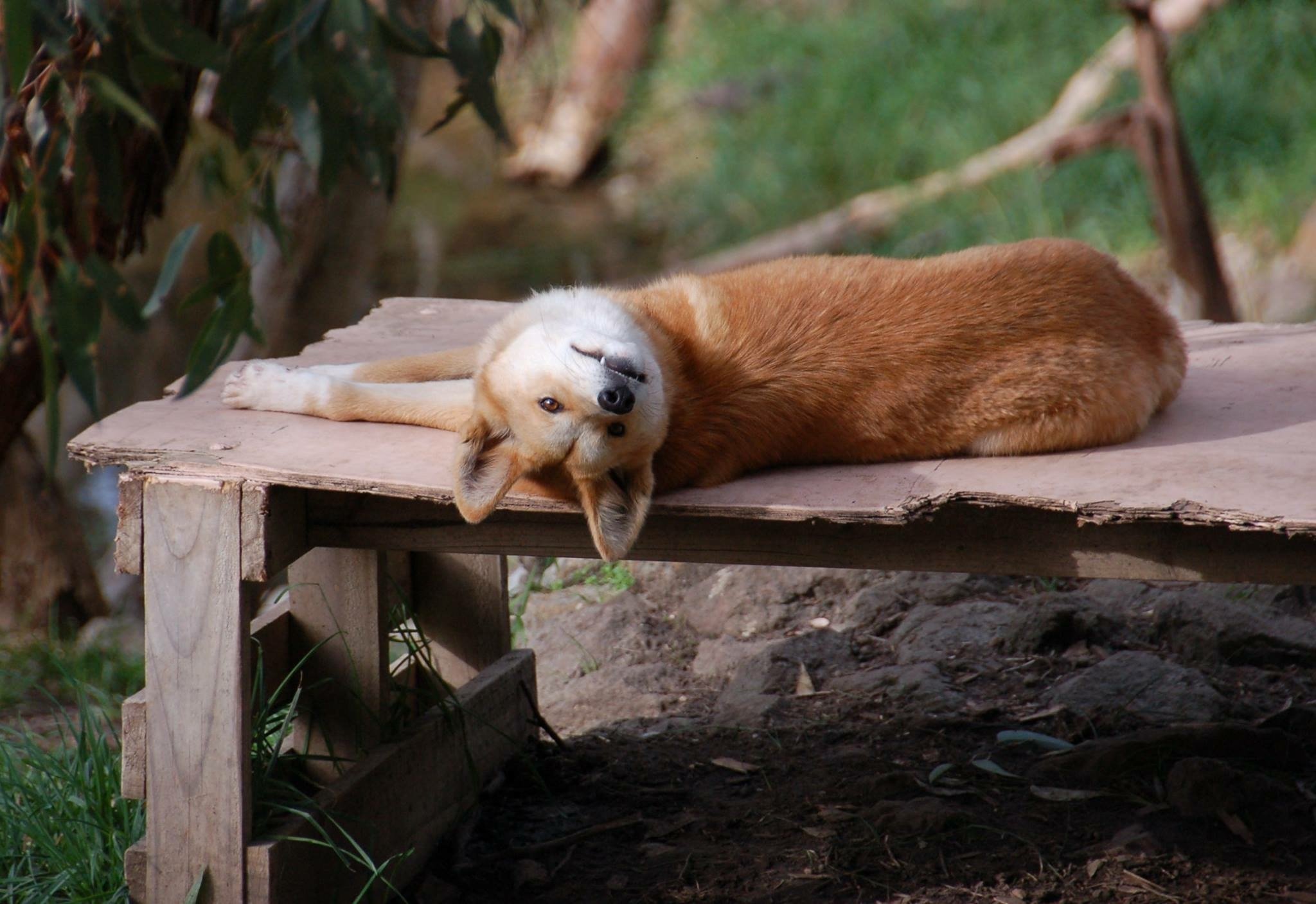Dingo - the big bad wolf