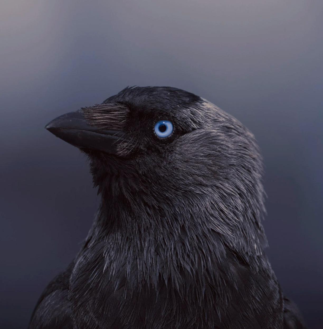 Einstein - Clever Crow