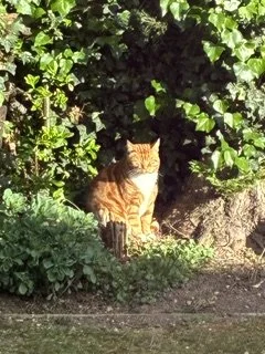 Teddy our Ginger cat